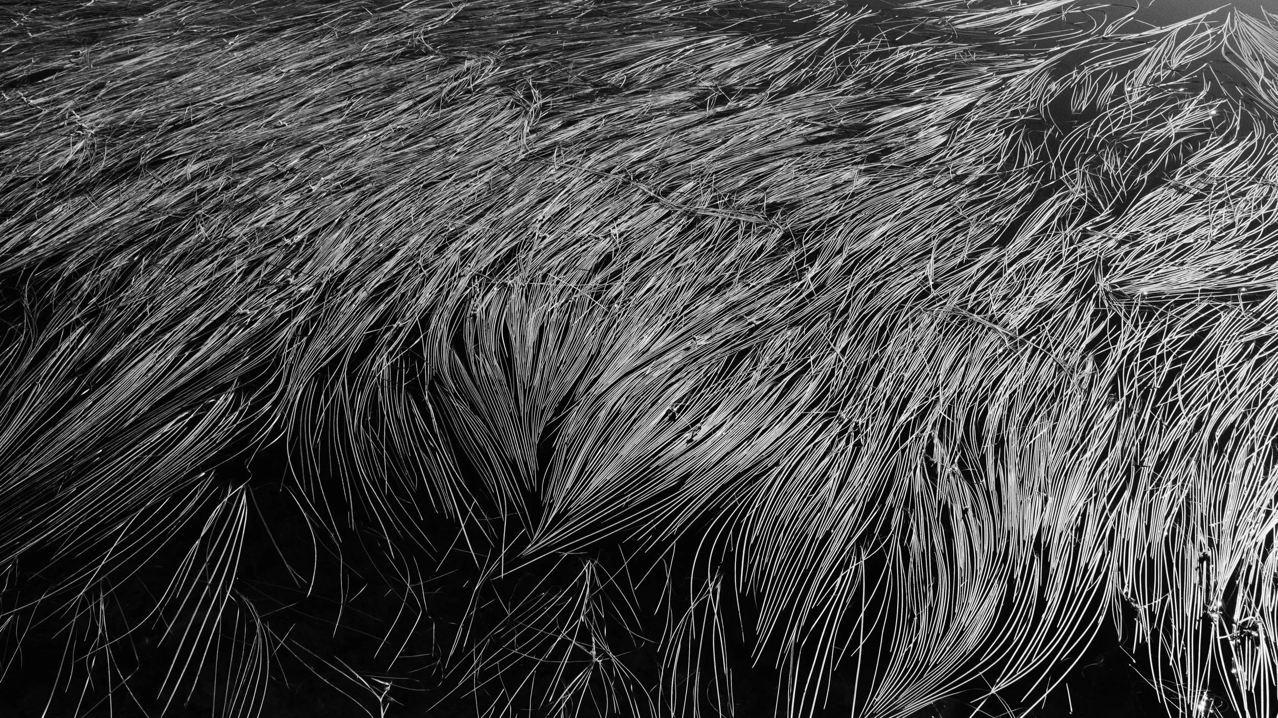 Une photo en noir et blanc d'une zone remplie de longues plumes ou poils fins, formant un motif dense et ondulé.