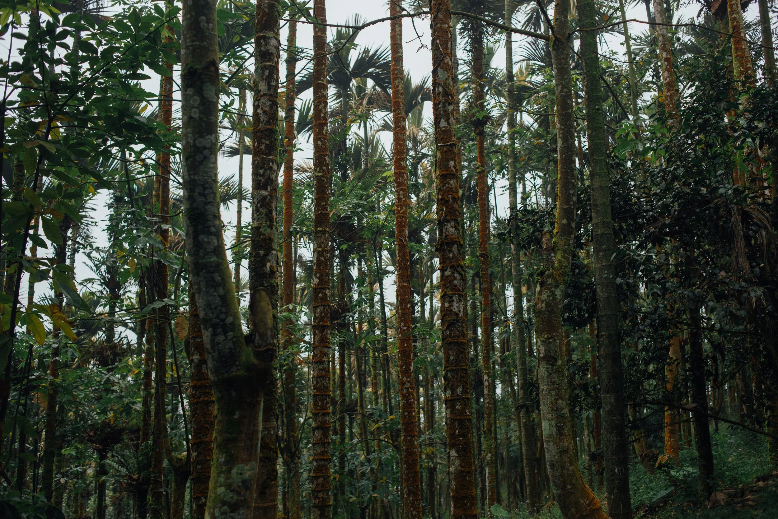Une forêt dense avec de nombreux arbres aux troncs recouverts de mousse et de lianes, sous un ciel nuageux.