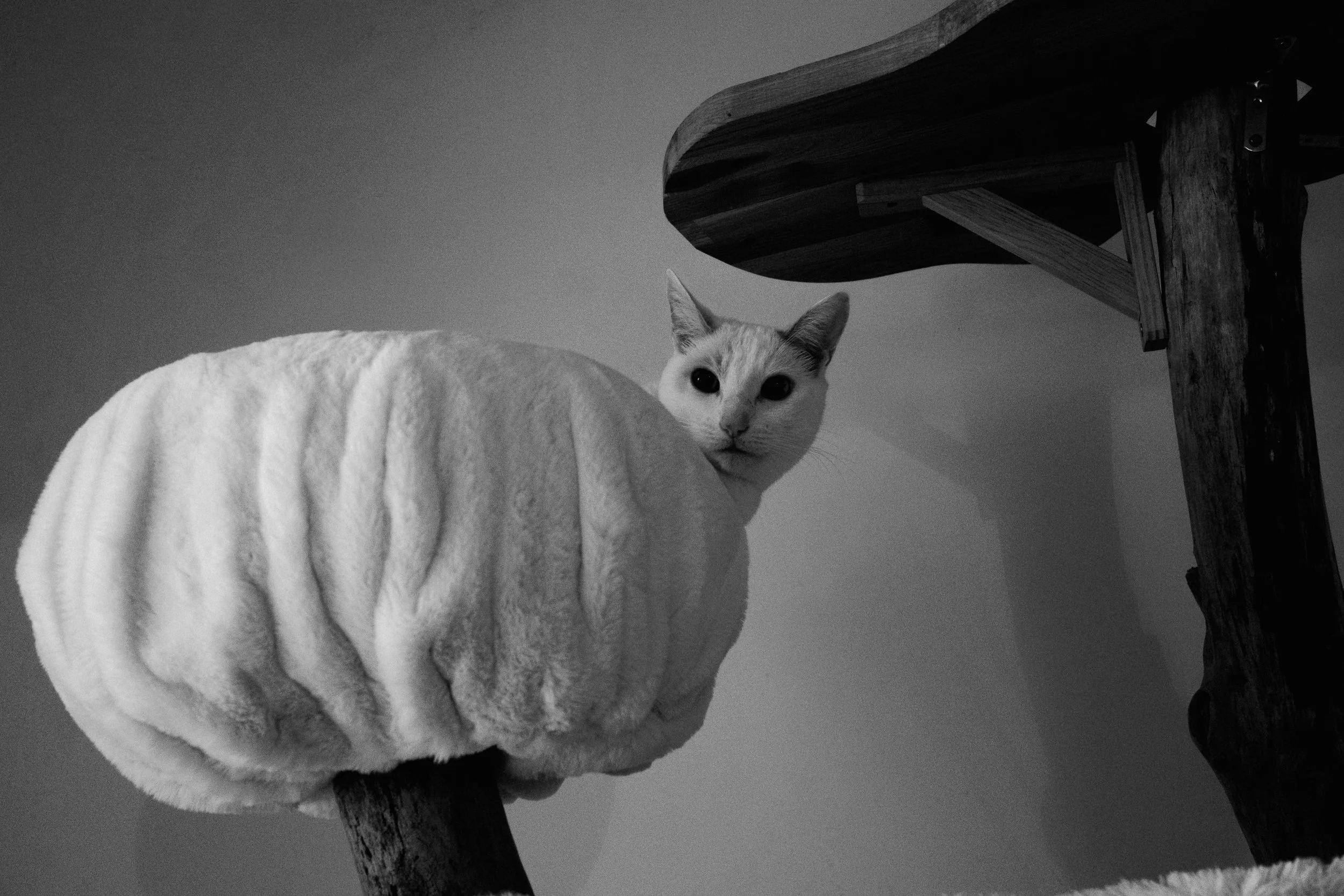 DSCF5656.jpg