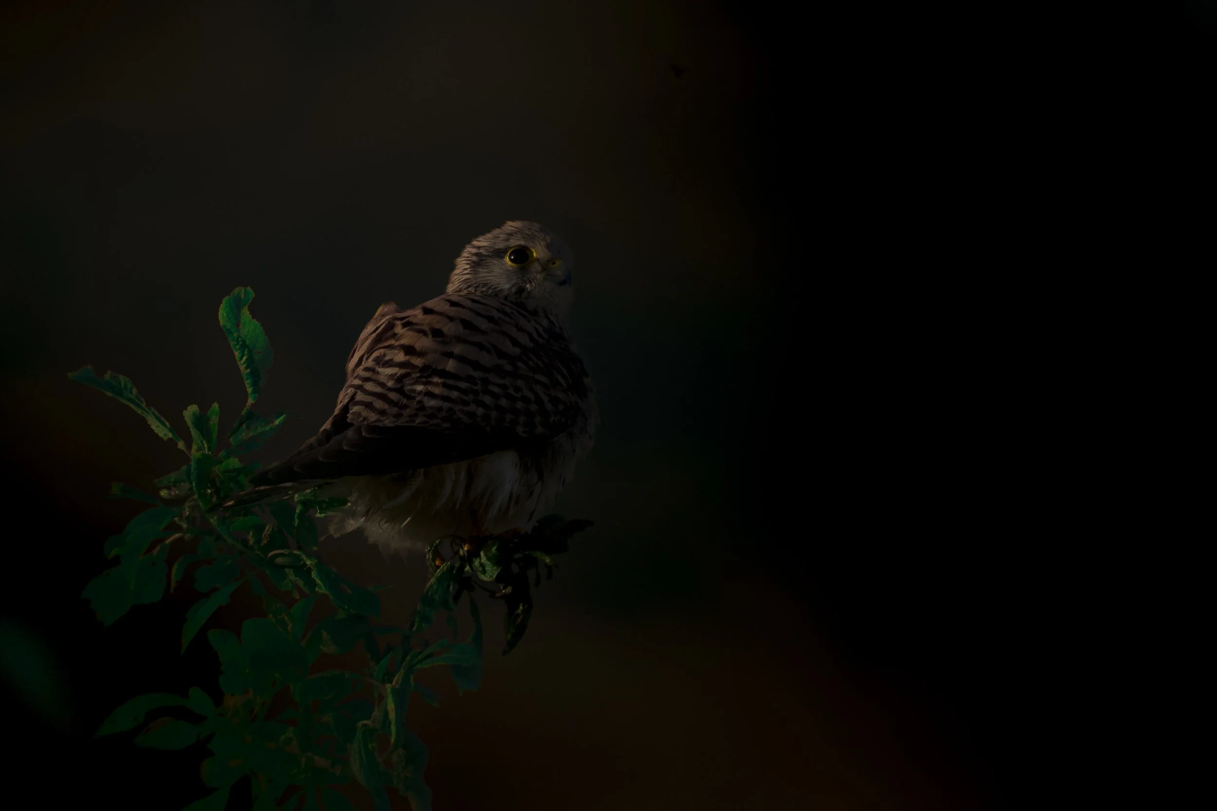 Un rapace perché sur une branche avec un fond sombre.