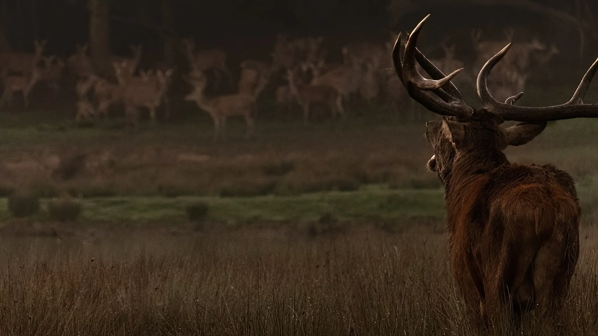 Un cerf avec de grandes cornes dans une forêt au crépuscule