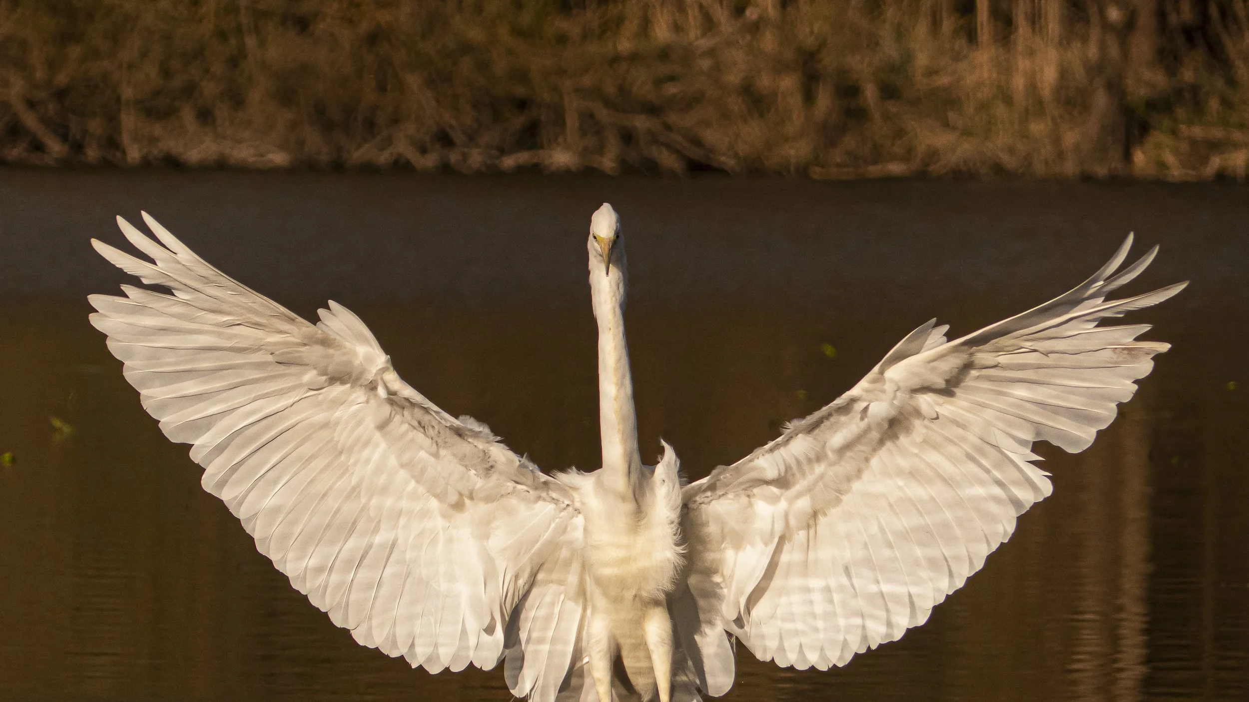 Un cygne blanc avec les ailes déployées sur l'eau, face à la caméra, avec un arrière-plan de végétation et d'eau.