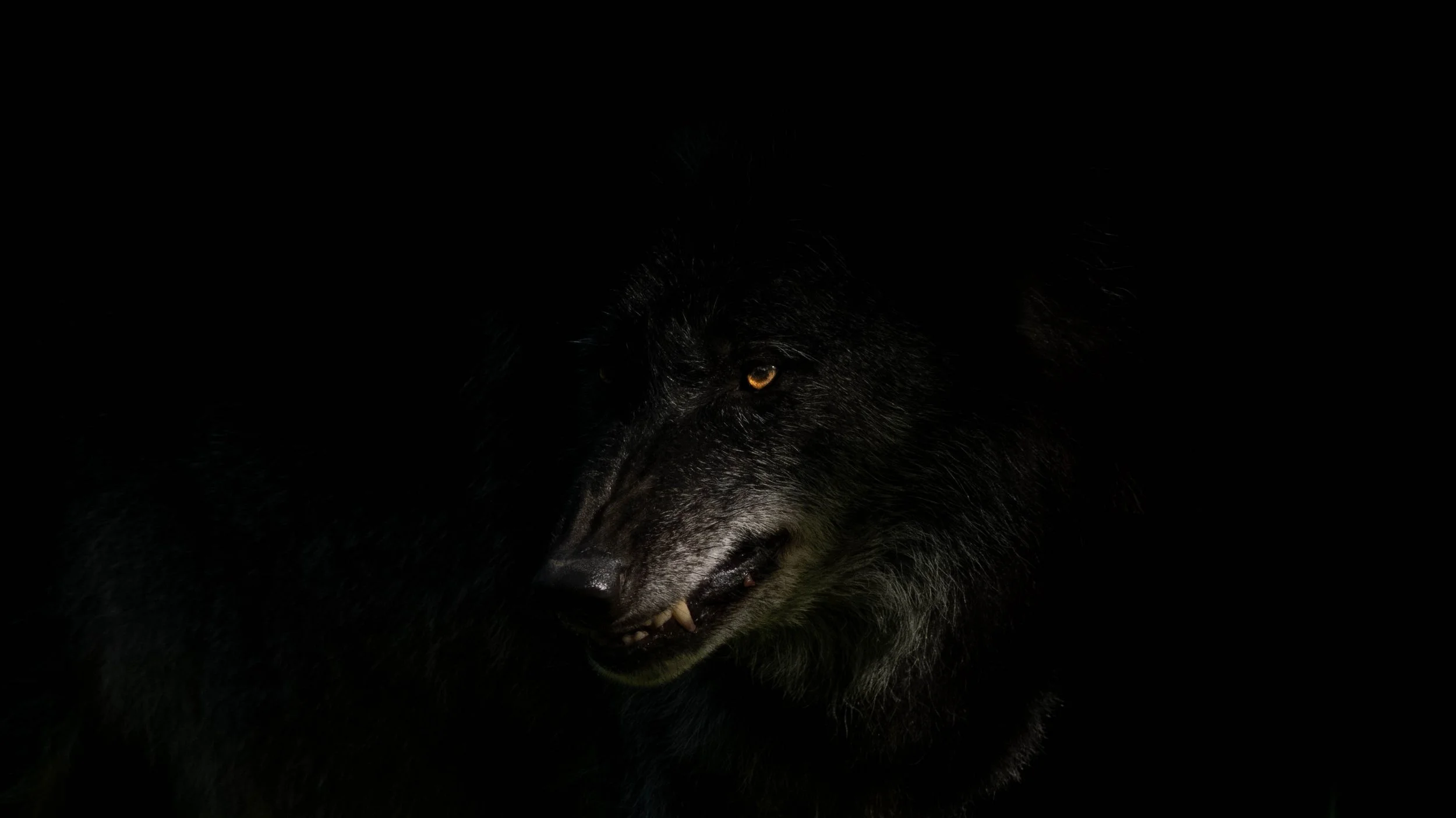 Un chien noir avec des yeux jaunes dans un environnement sombre.
