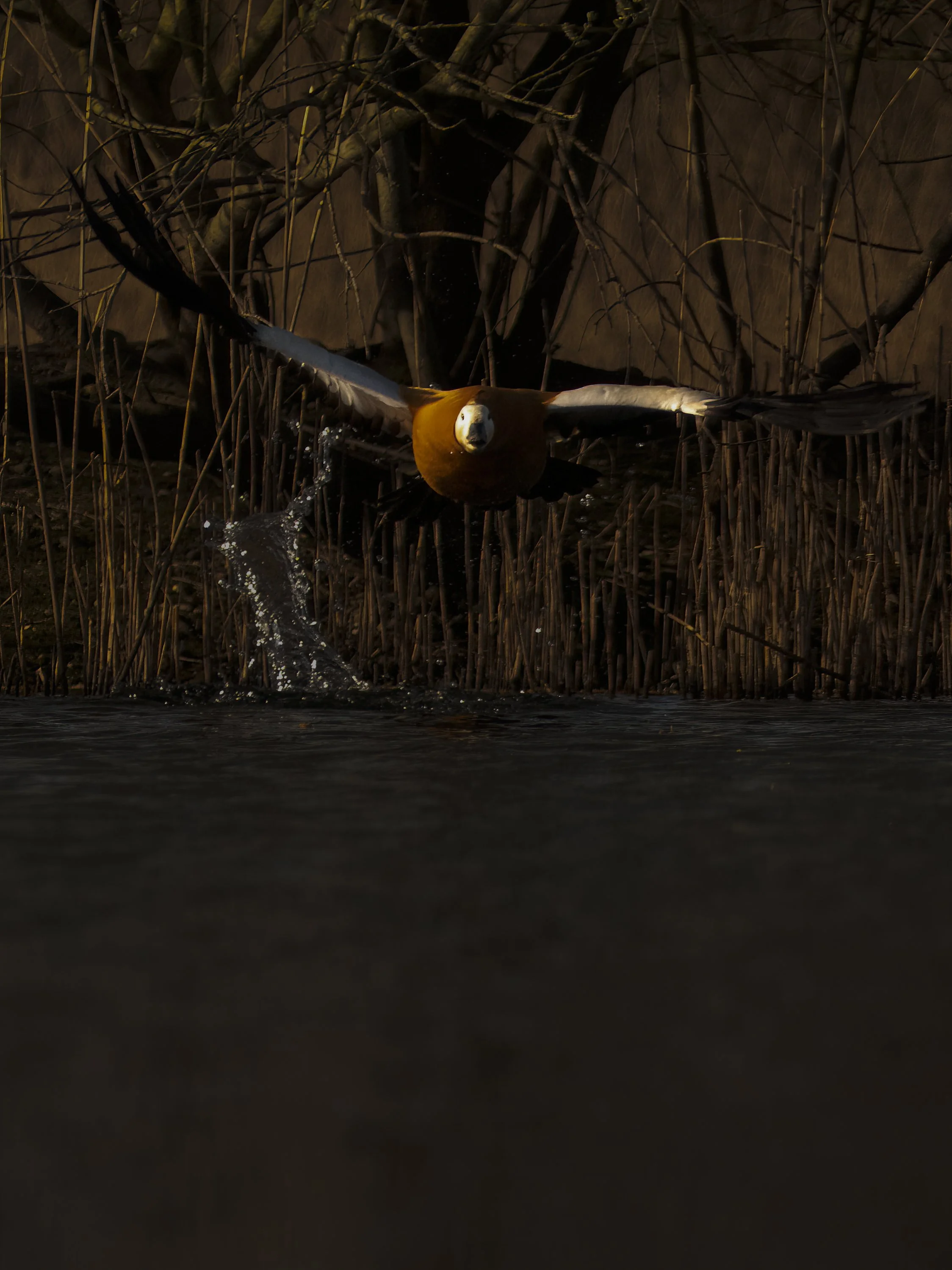 Un oiseau en vol au-dessus de l'eau, près de roseaux et de branches dans un environnement sombre.