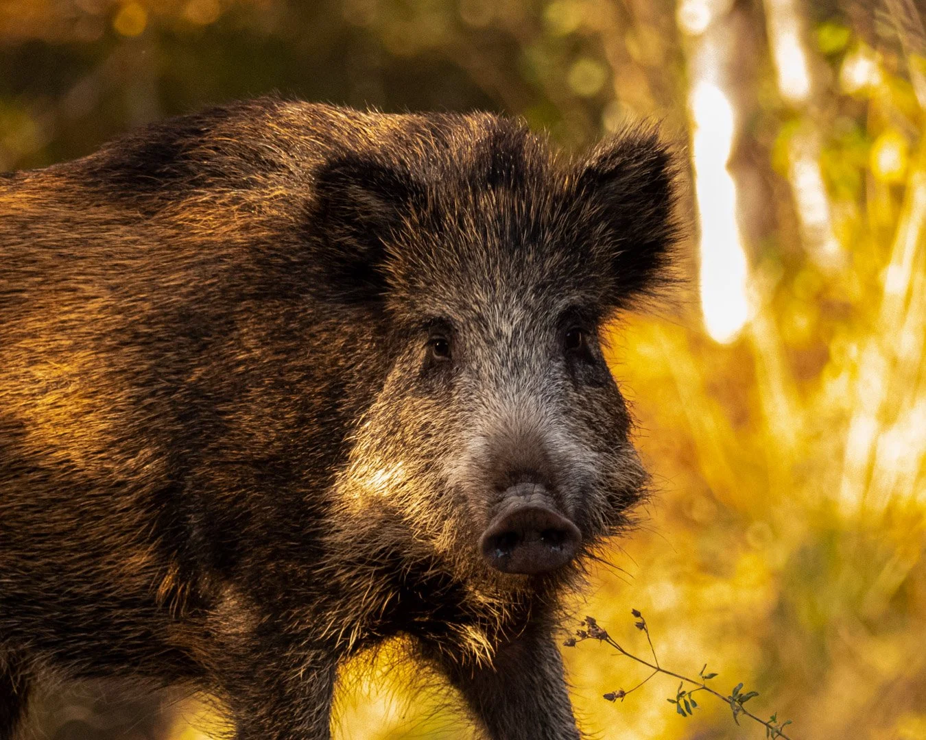 Un sanglier dans une forêt aux couleurs automnales.