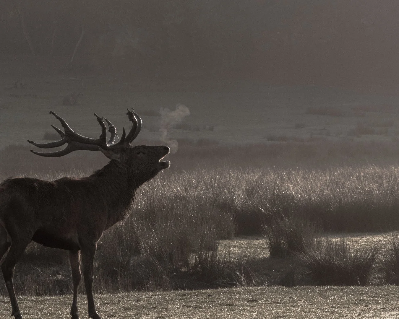 Un cerf avec de grands bois se tenant dans une plaine , bruyante et à l'atmosphère brumeuse, avec un ciel gris et voilé.