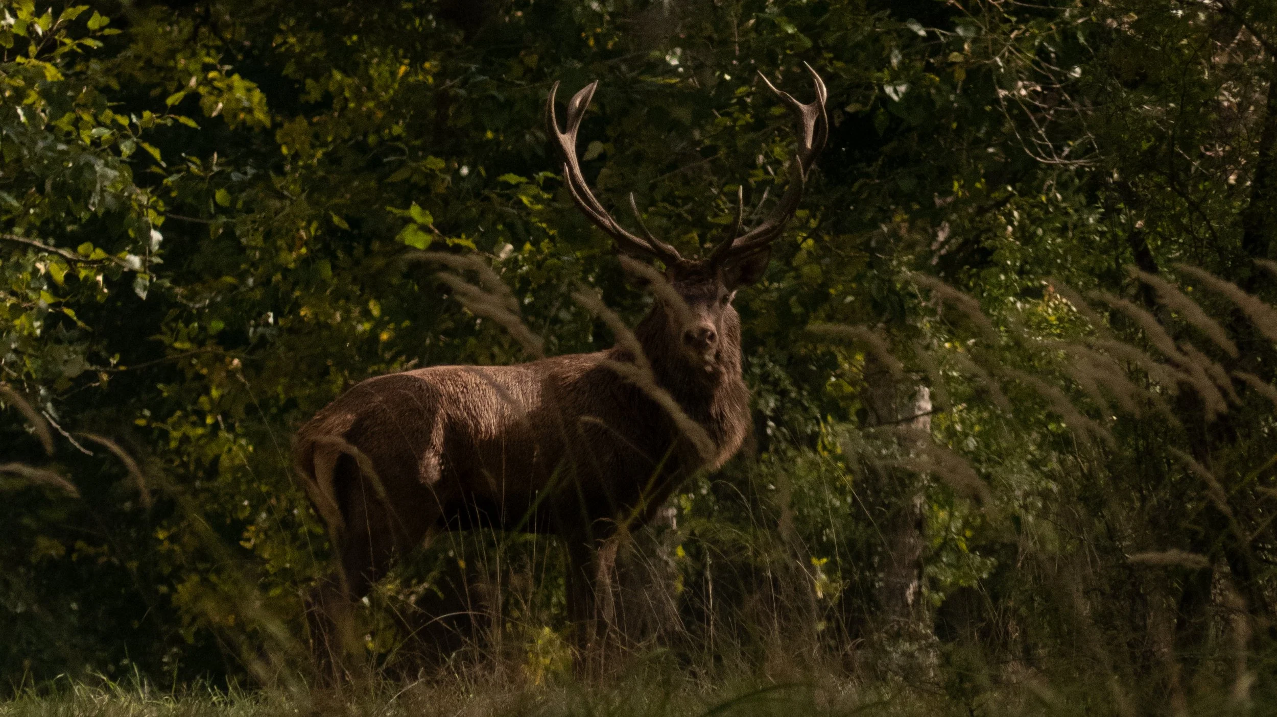 Un cerf avec de grandes cornes dans la forêt la nuit, entouré de branches et de feuillage dense.