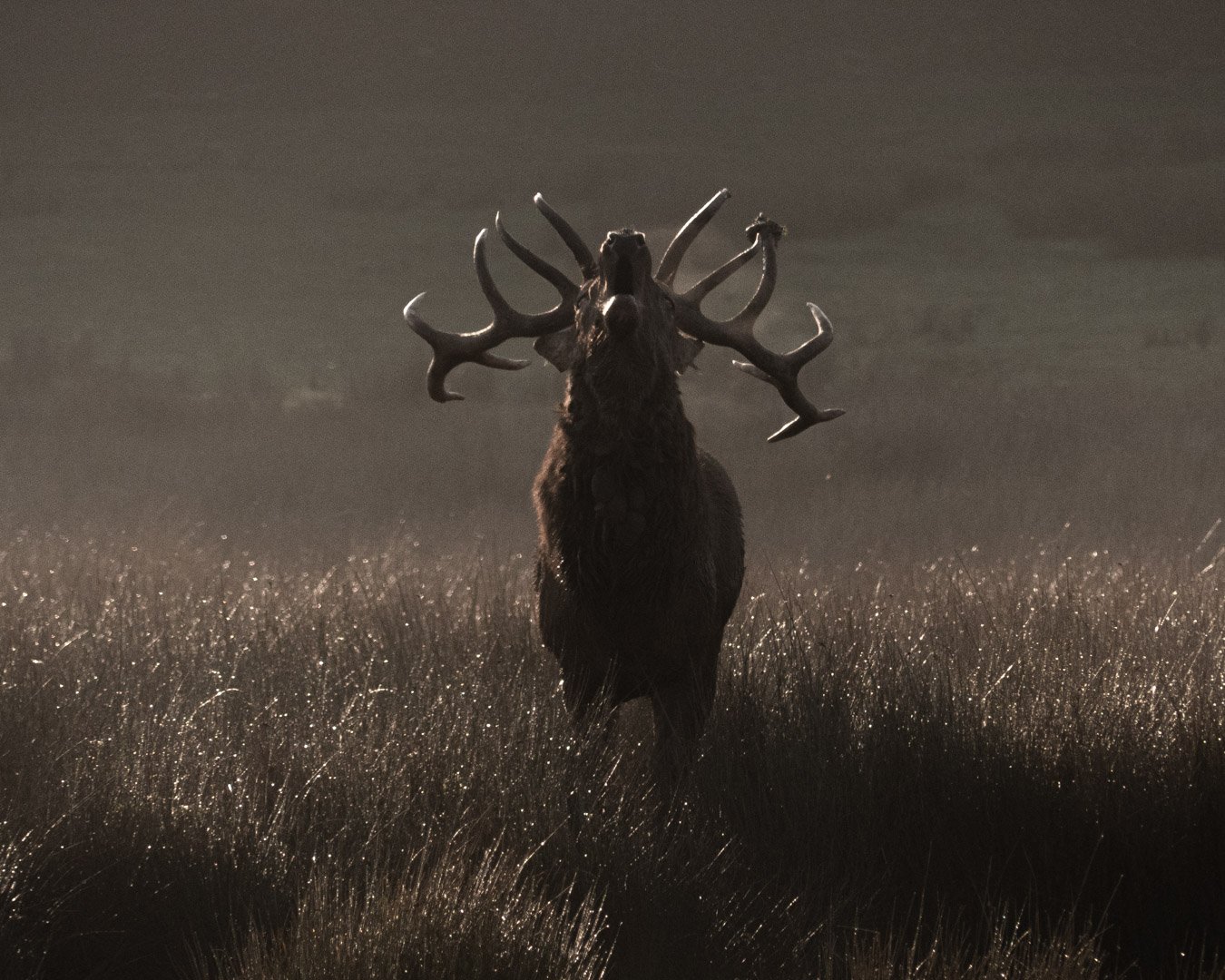 Un cerf avec de grands bois se tenant dans une prairie sombre à la tombée de la nuit.