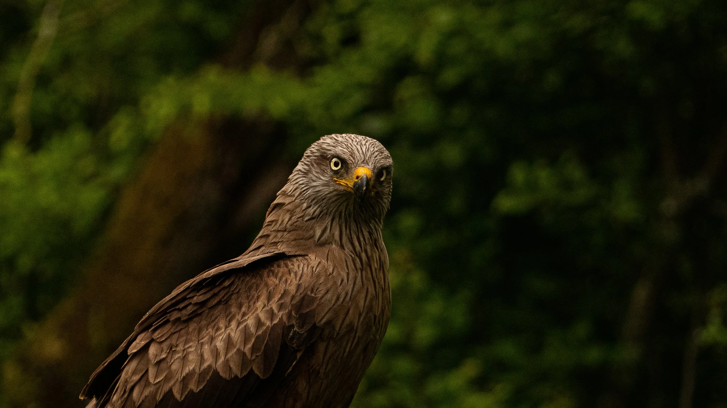Un aigle brun avec un regard intense, perché contre un fond de feuillage vert dense.