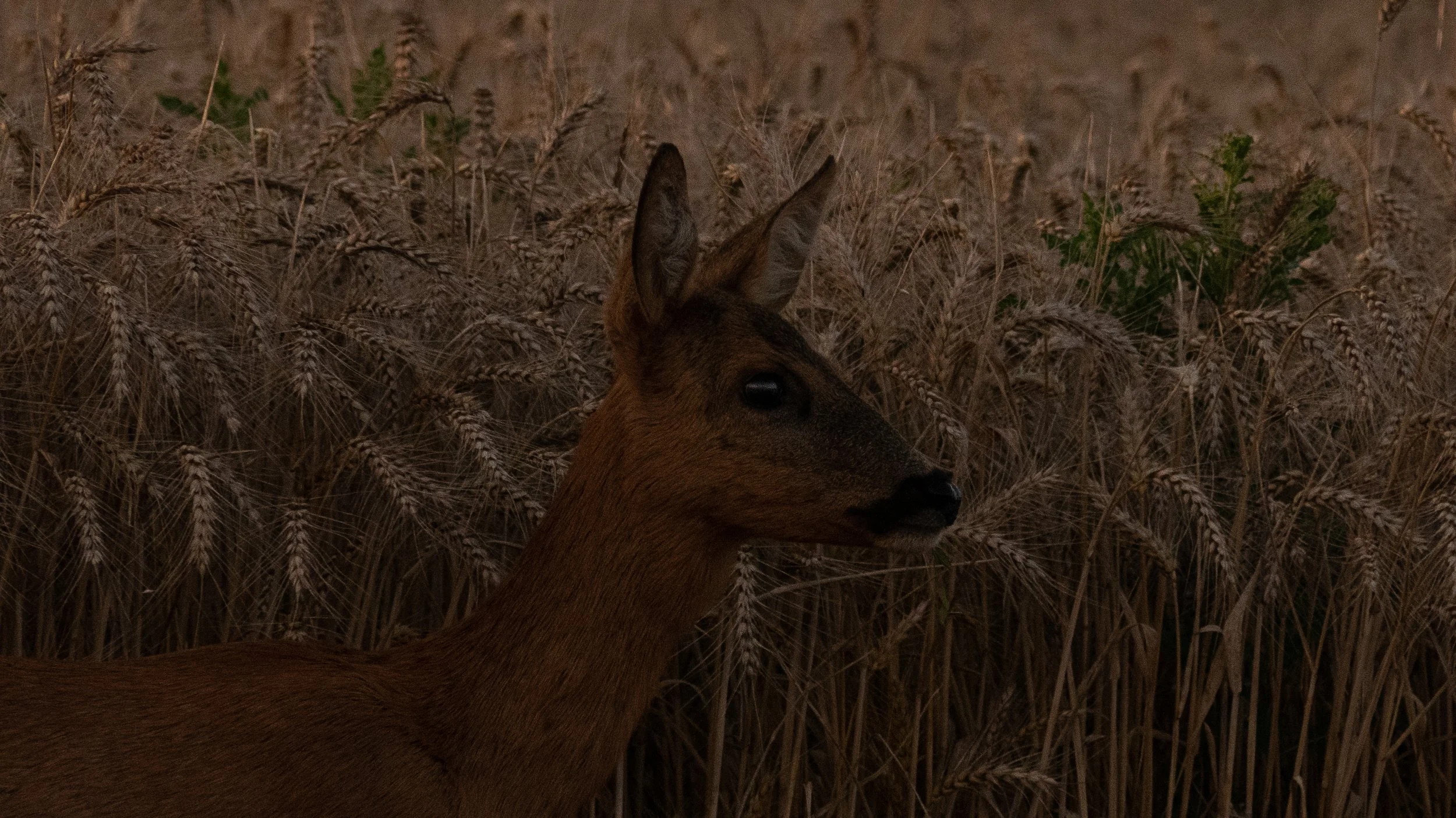 Jeune chevreuil dans un champ de blé doré.