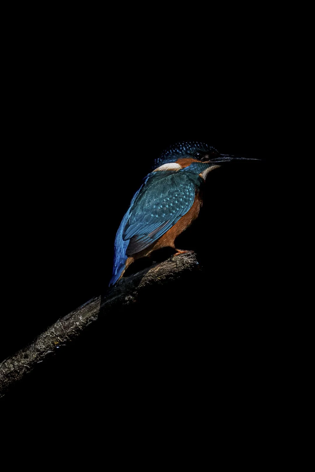 Un martin-pecheur aux couleurs vives, assis sur une branche, contre un fond noir.