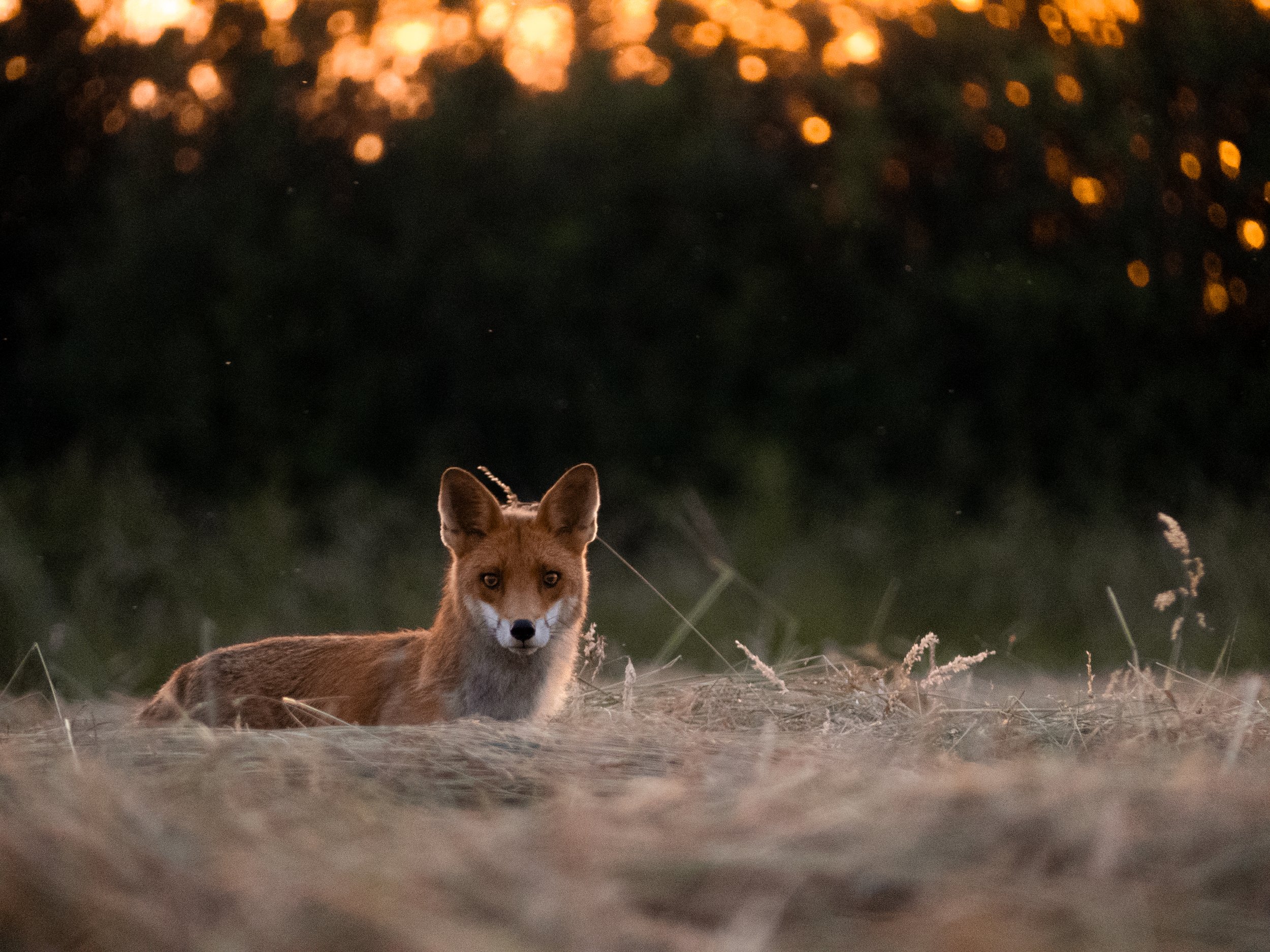 Un renard brun clair allongé dans une clairière, regardant directement vers l'objectif, avec un fond flou de lumières chaudes et d'arbres en arrière-plan.
