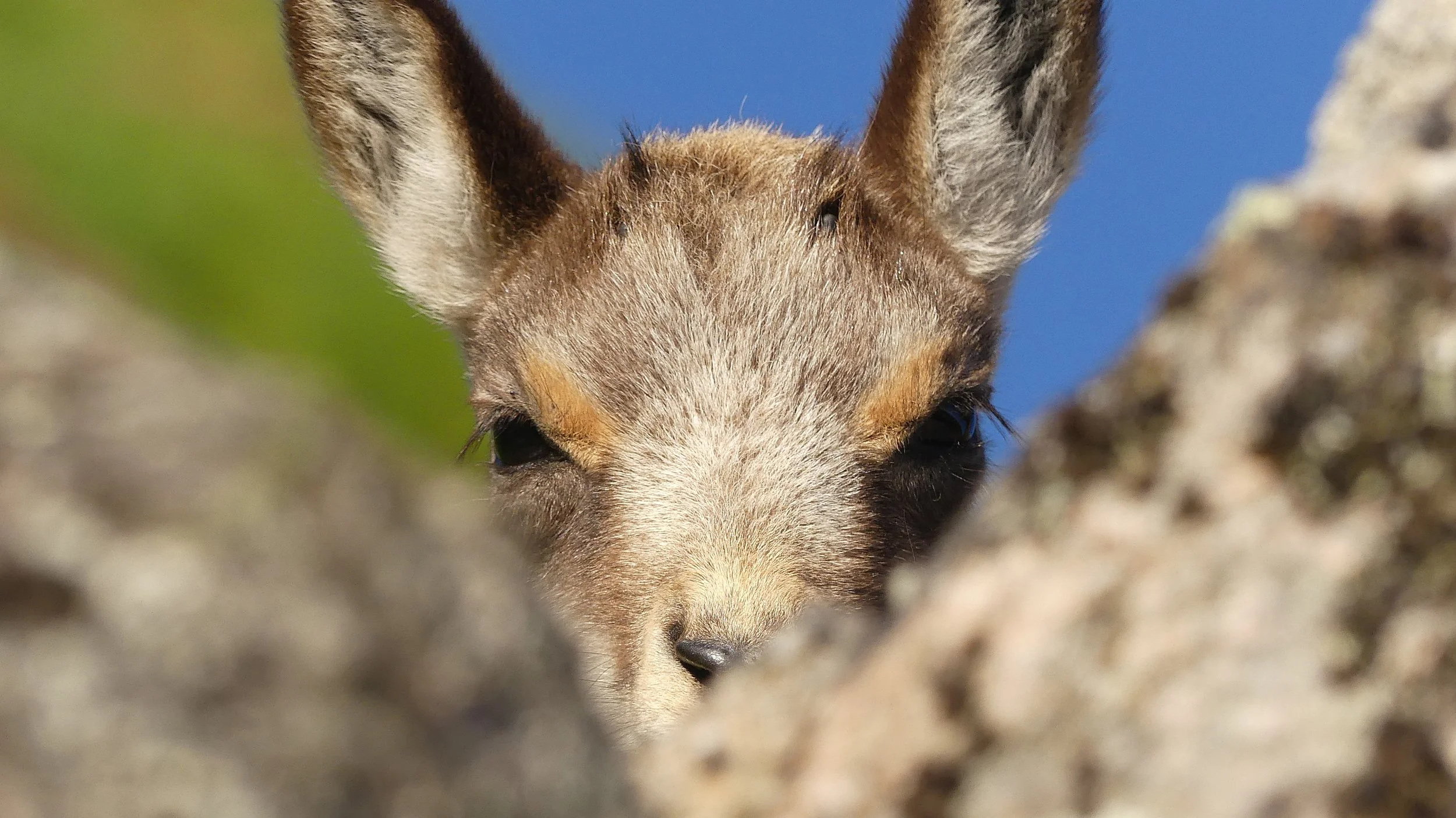 Zoom sur la tête d'un jeune animal, probablement un chevreuil, regardant entre deux rochers, avec un ciel bleu en arrière-plan.