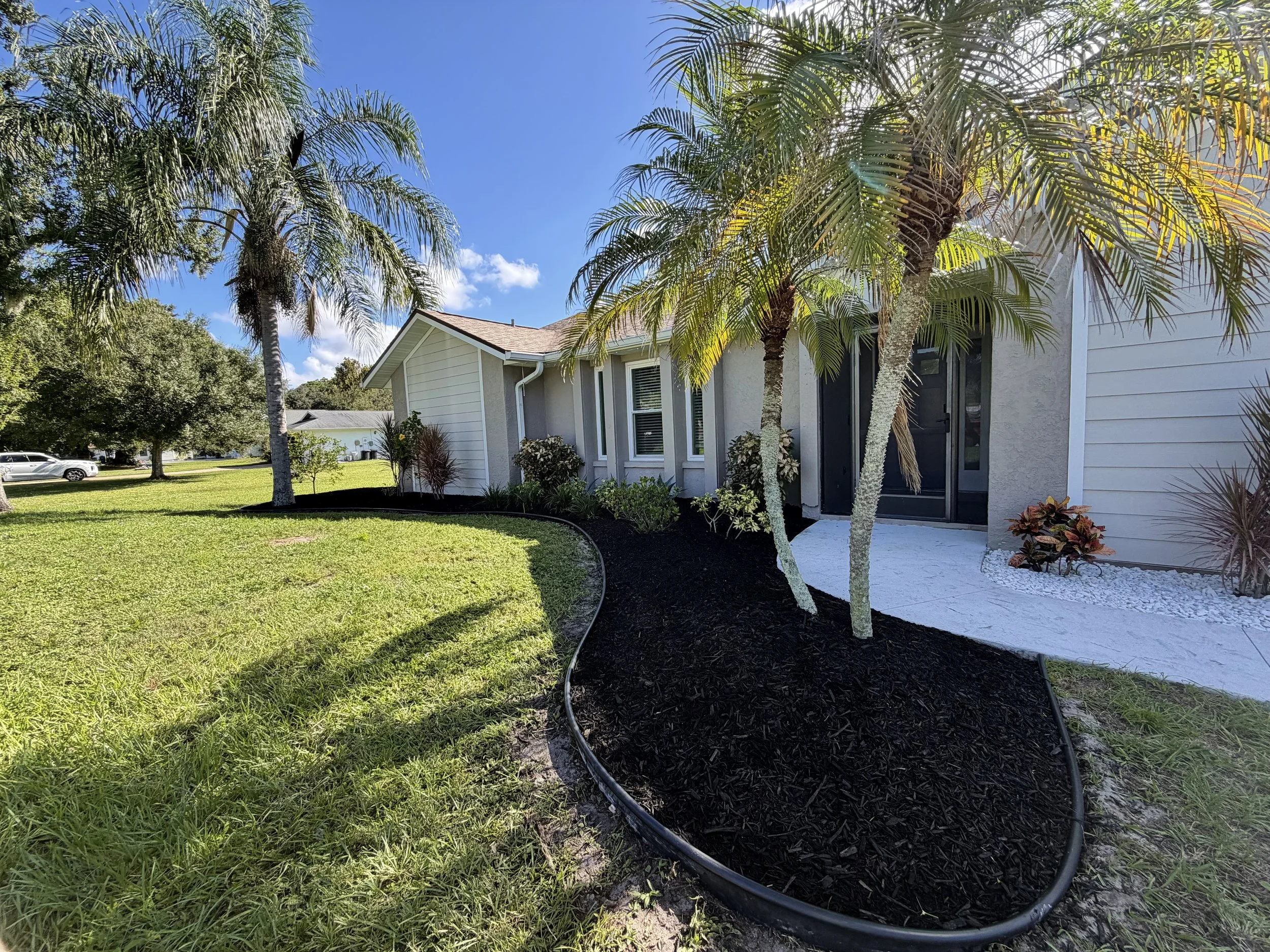 Front yard of a house with palm trees, green grass, a white house with a brown roof, black pathway, and a flower bed with plants.