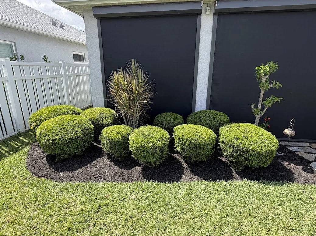 A landscaped backyard garden with neatly trimmed green bushes, a tall ornamental grass, and a small tree, set against a black fence and gray house wall.