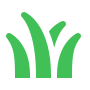 Green blades of grass