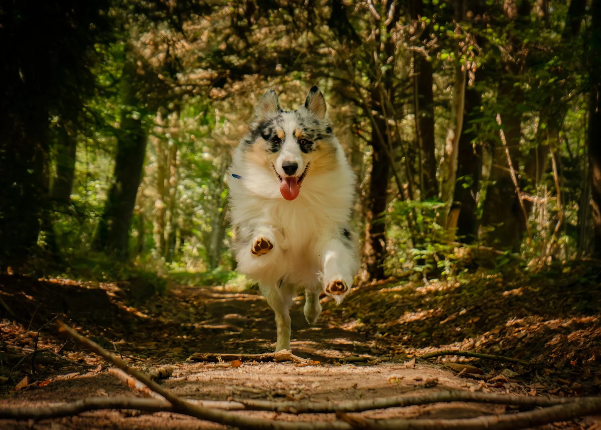 Un chien courant dans une forêt avec des arbres et des feuilles au sol, le chien a un pelage blanc avec des taches noires et un museau rose, il semble heureux avec la langue sortie.
