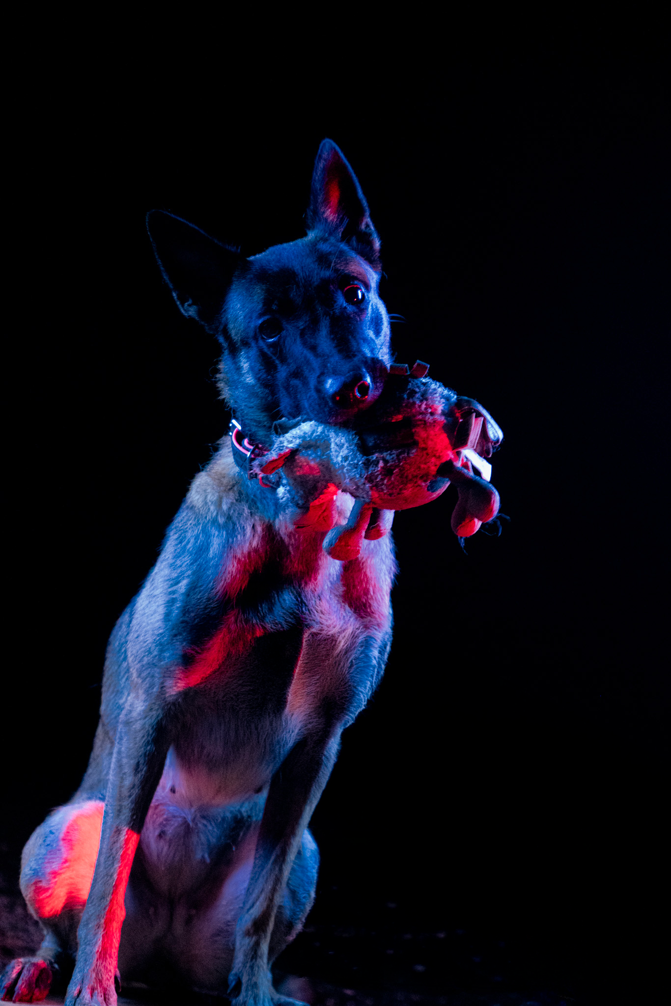 Un chien de taille moyenne, probablement un berger malinois, assis dans l'obscurité noire, tenant dans sa bouche une peluche de crabe rouge.