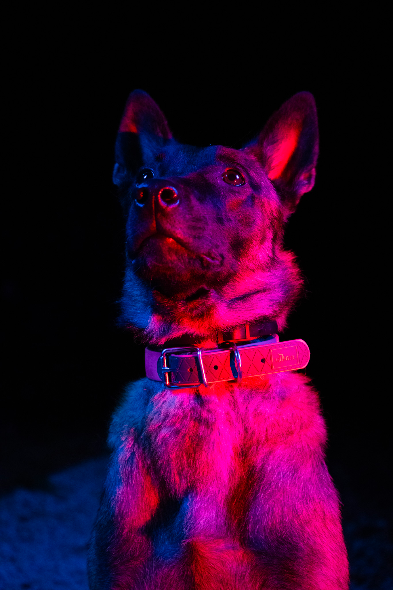 Un chien de race berger allemande, sous un éclairage coloré violet et rouge, portant un collier rose avec la marque Hunter, contre un fond noir.