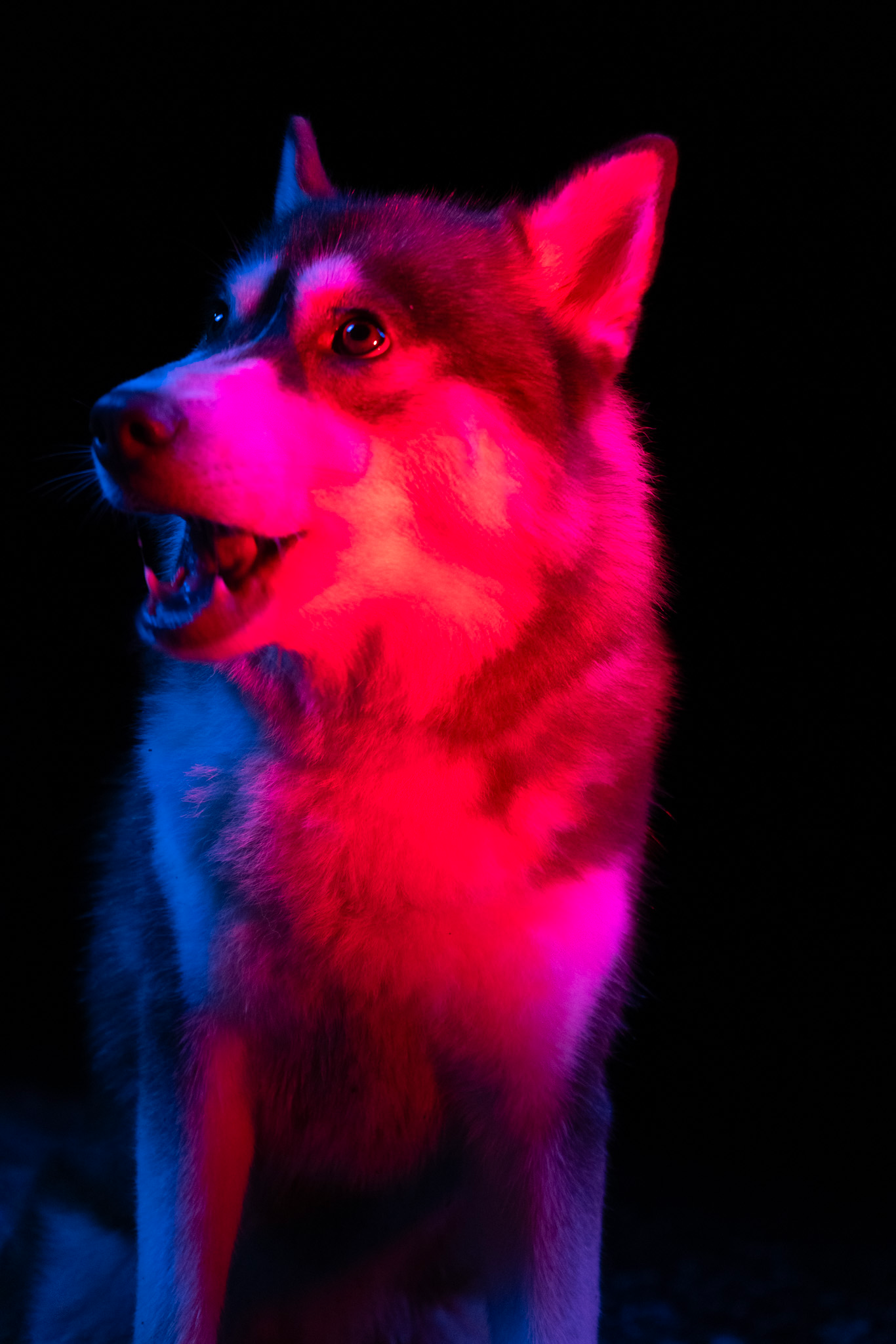 Un chien husky avec des lumières roses et bleues sur fond noir