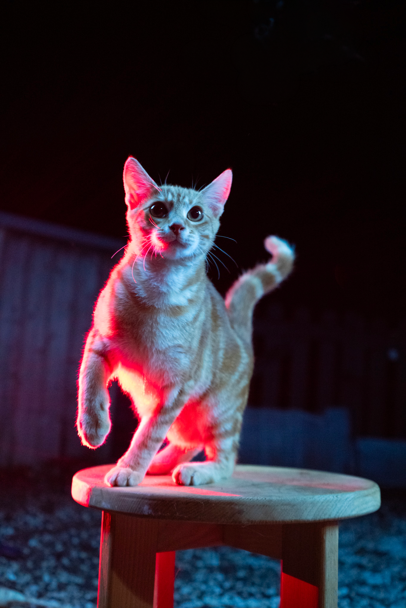 Un chat orange clair en train de marcher sur une table en bois, éclairé par une lumière rouge dans un environnement sombre.