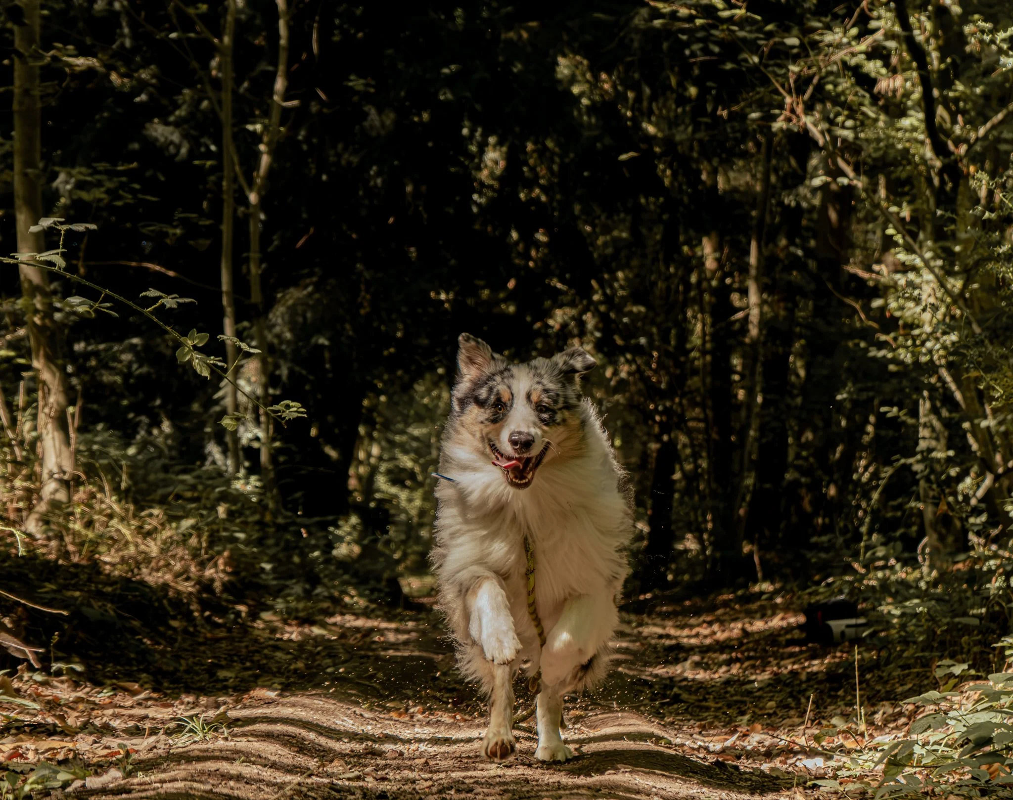 Un chien de race australienne en train de courir dans un sentier forestier ensoleillé.