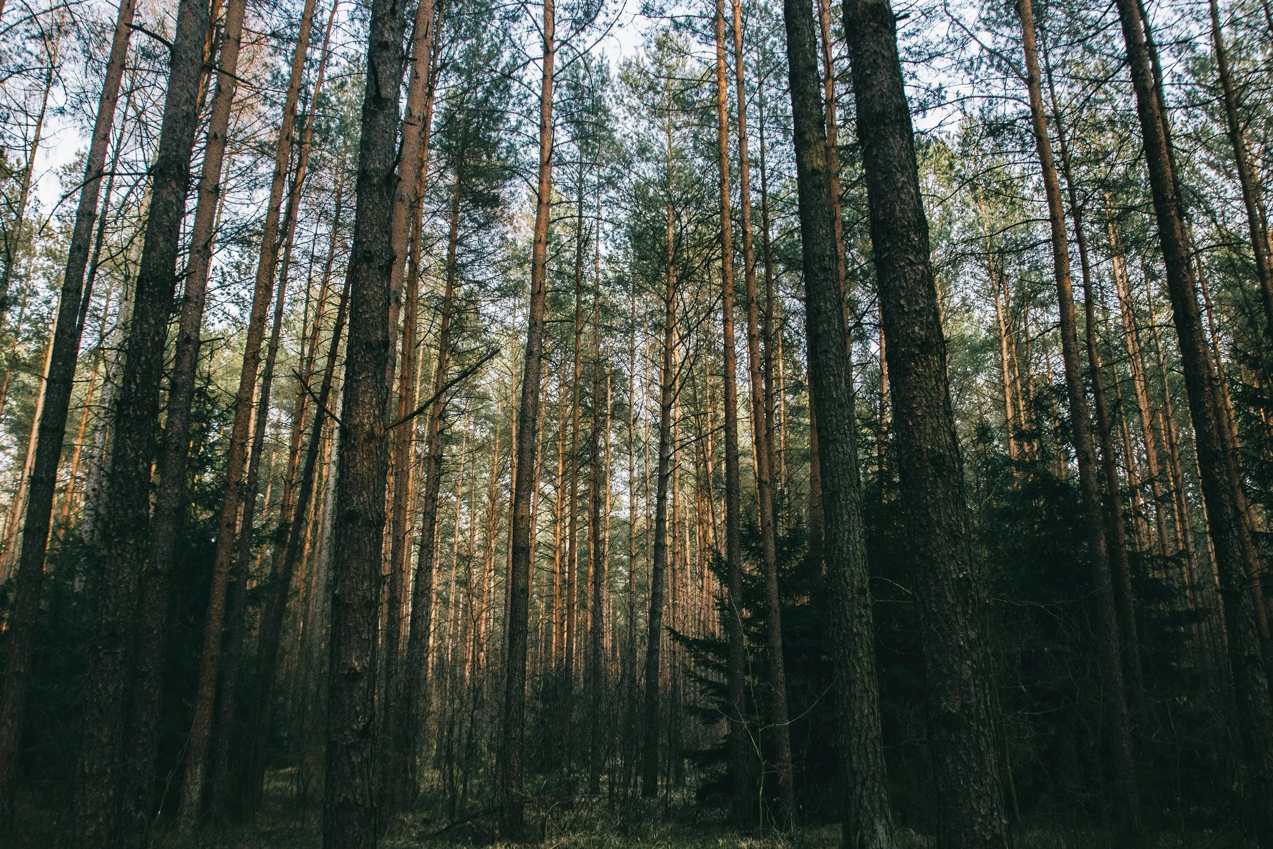 Tall pine trees in a dense forest with sunlight filtering through the branches.