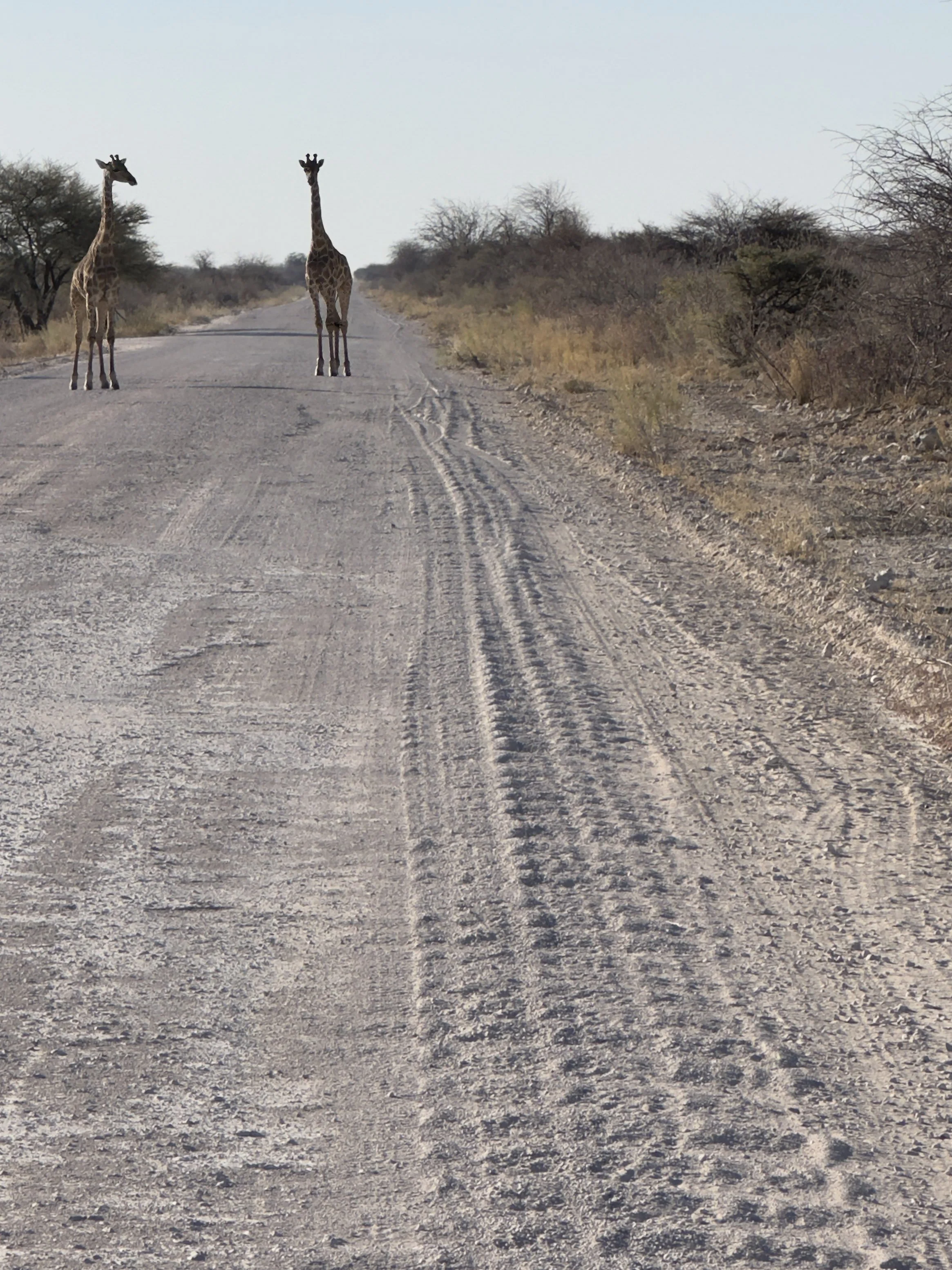Two giraffes in no particular hurry to get off the road. Shot on iPhone 14 Pro Max. Etosha National Park