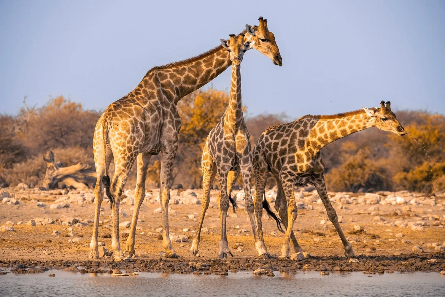At the Waterhole