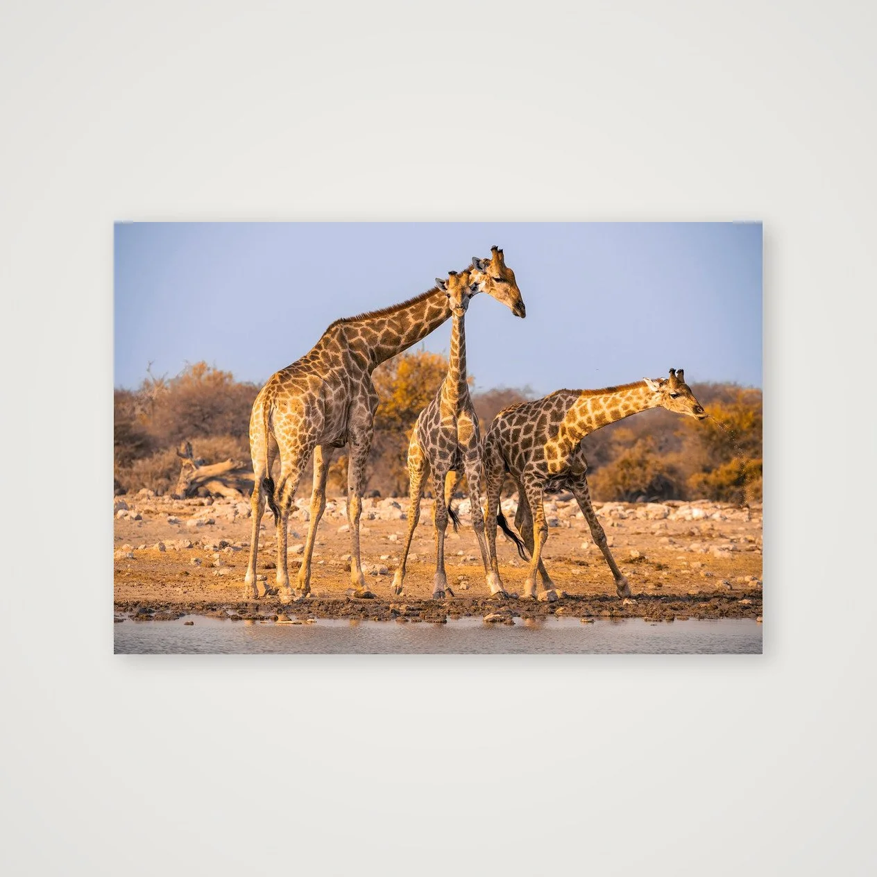 At the Waterhole
