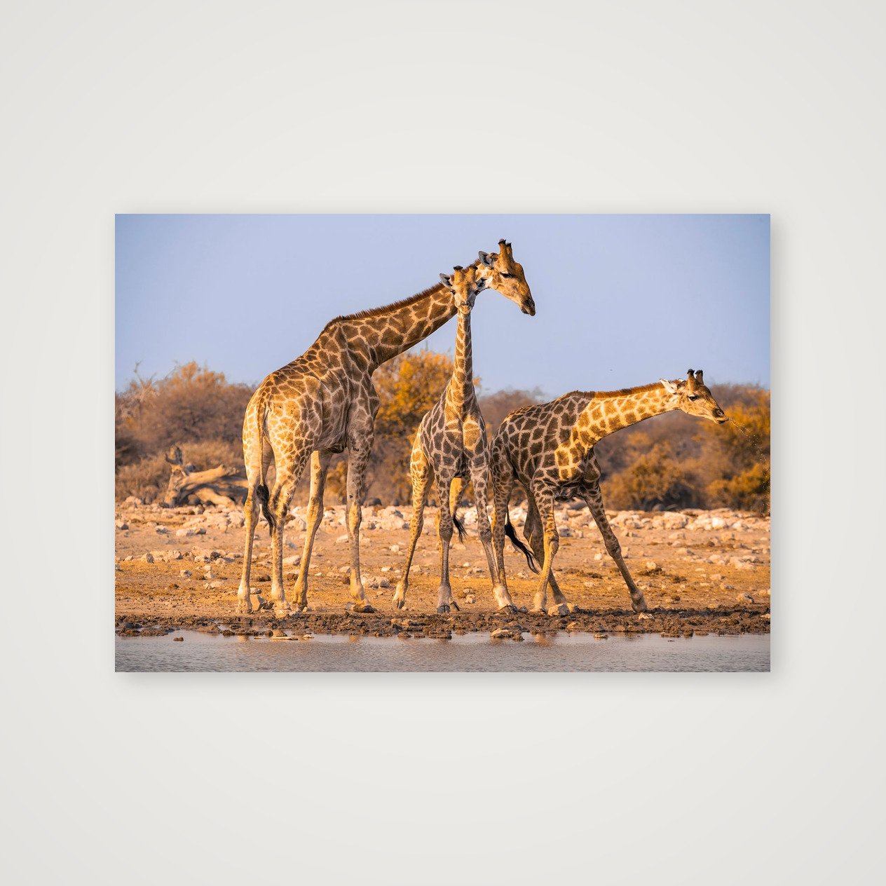 At the Waterhole