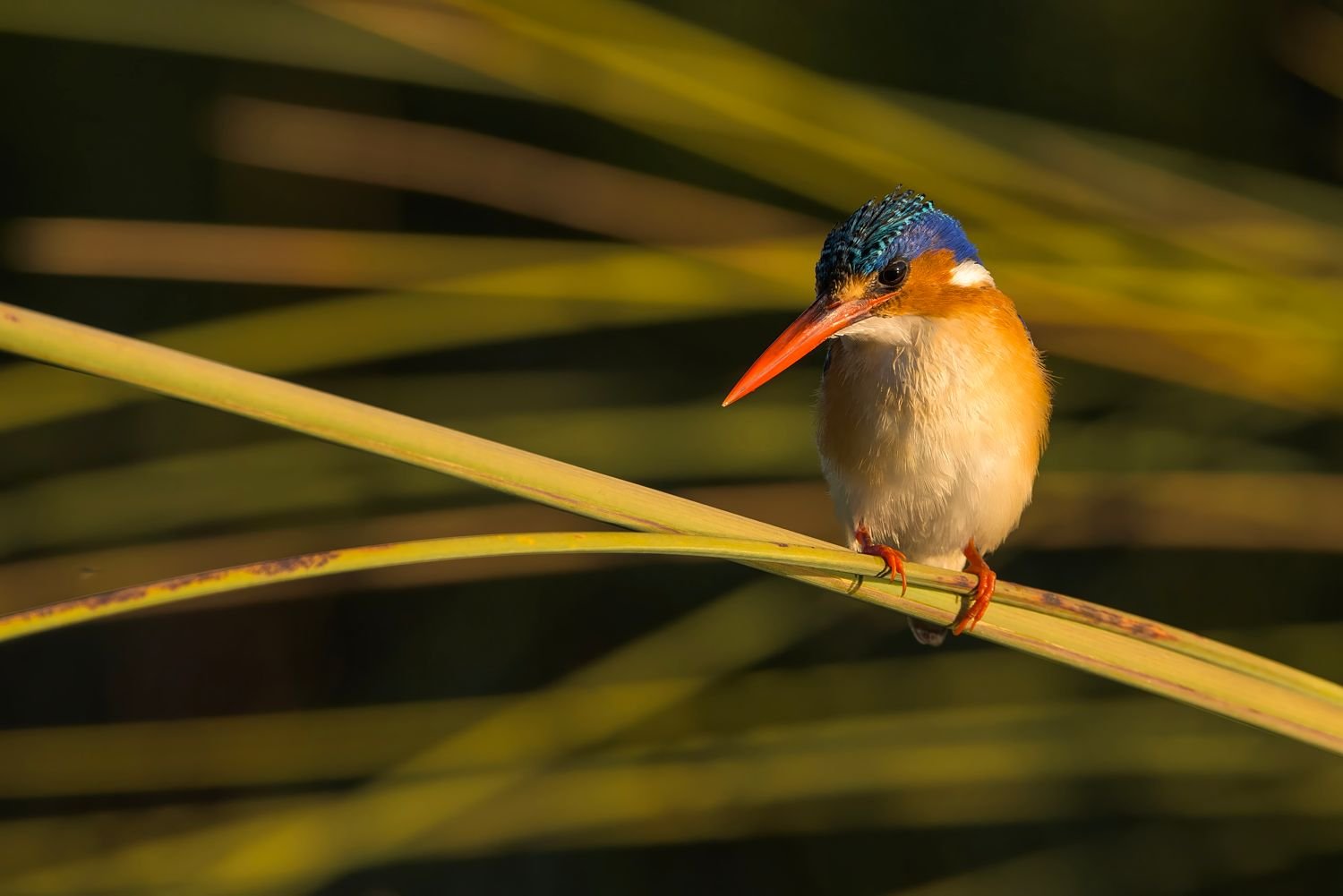 Malachite Kingfisher