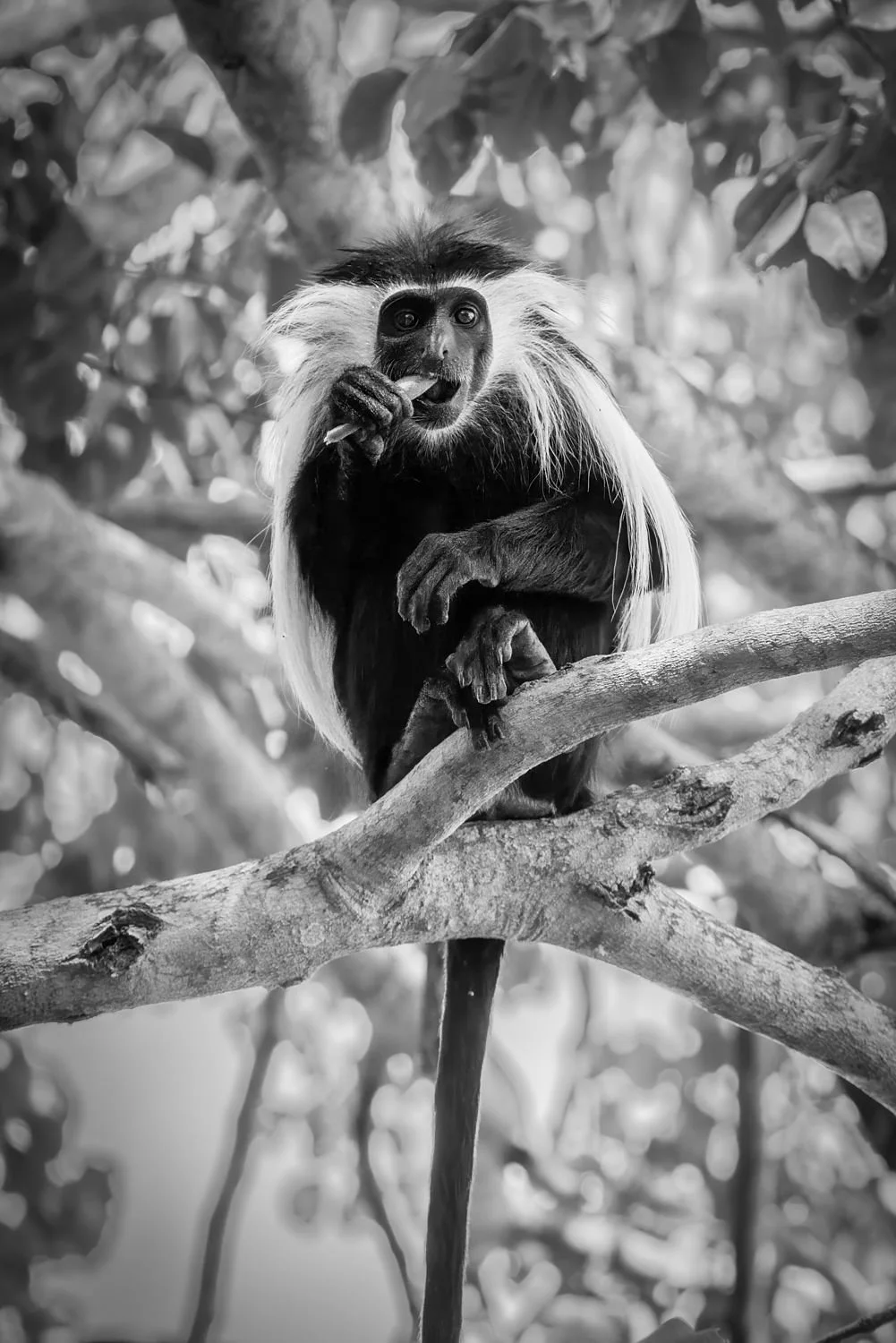 Colobus