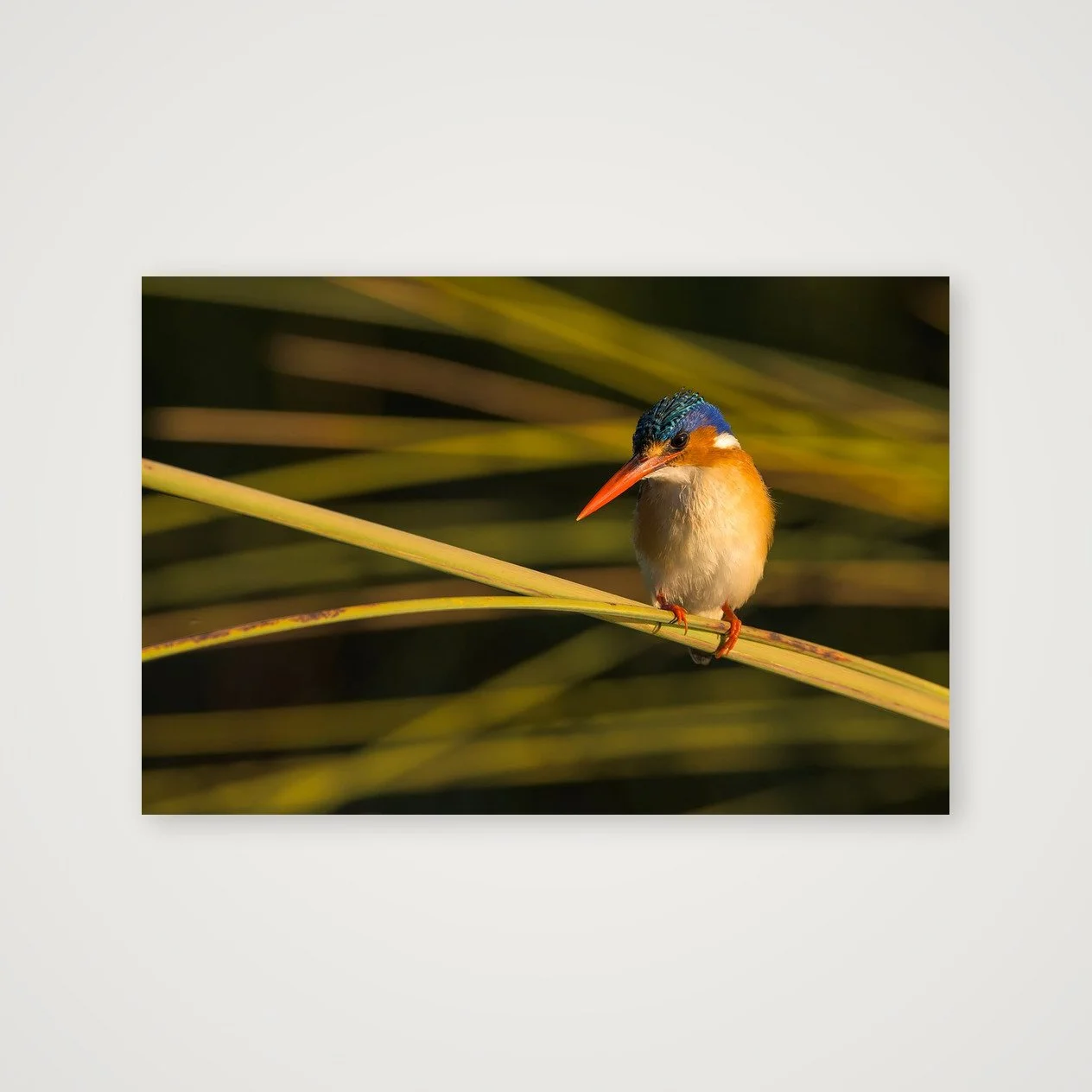 Malachite Kingfisher