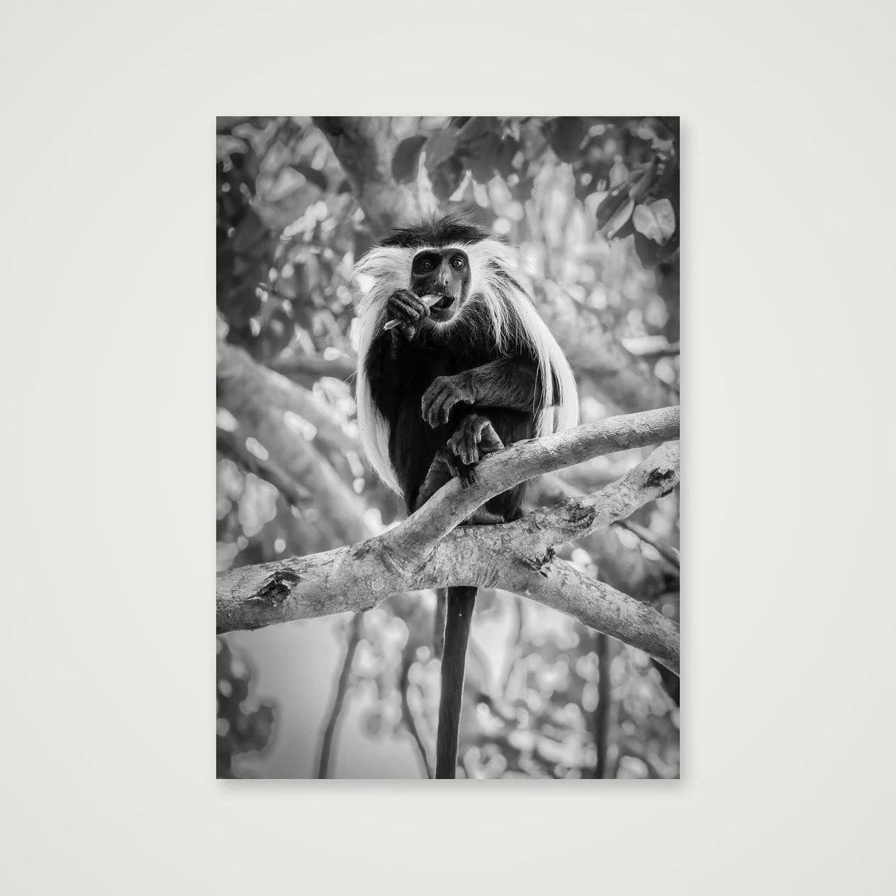 Colobus