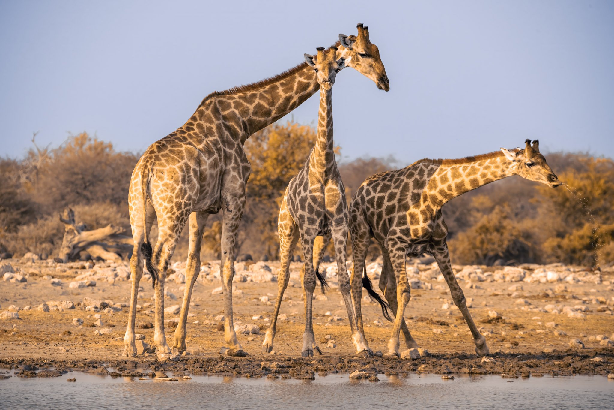 Two sdult giraffes and calf drinking side by side at the watering hole in warm evening light.