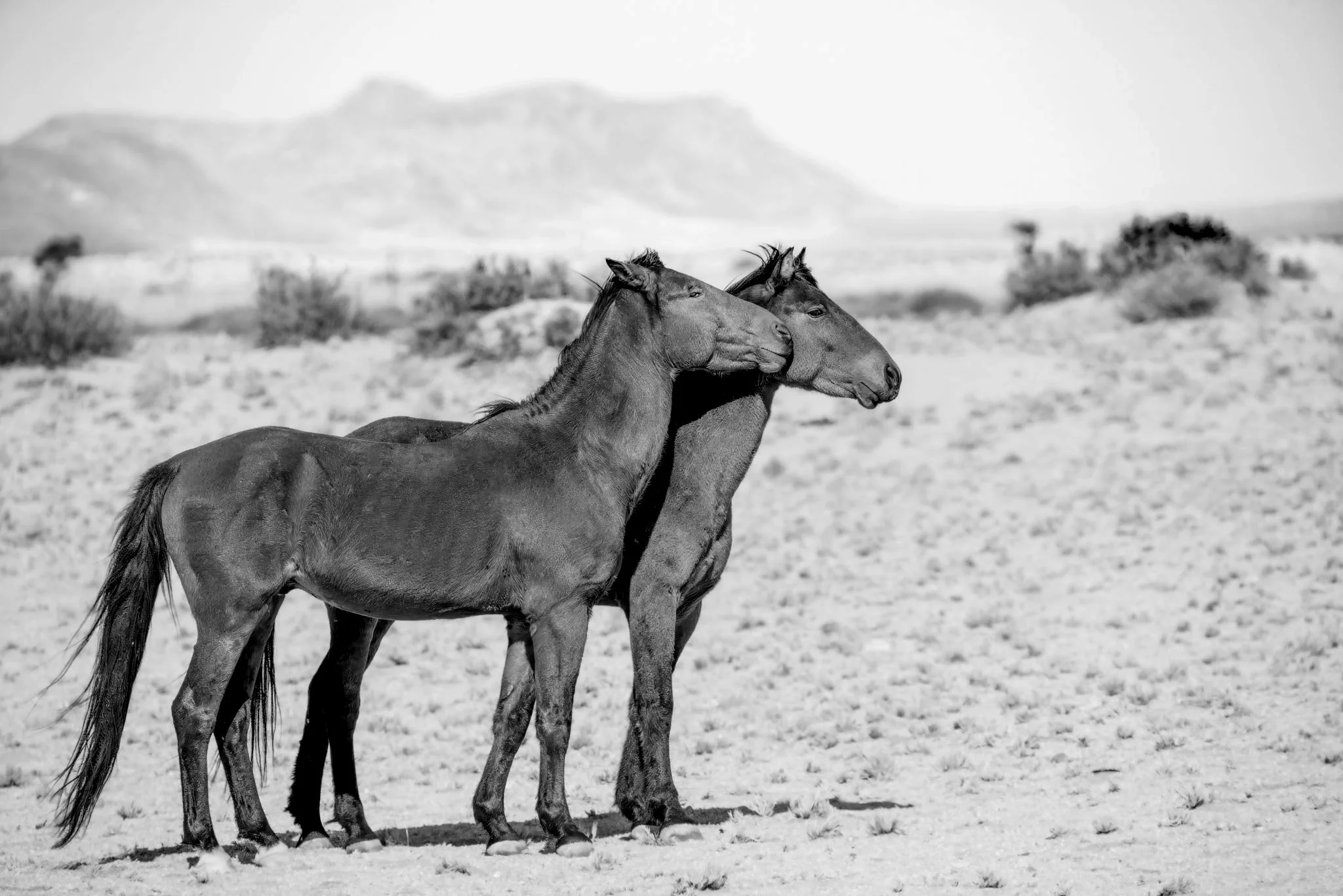 Two Namib desert horses standing side by side in the desolate drylands of Aus,, the distant hills fading from dusty haze.