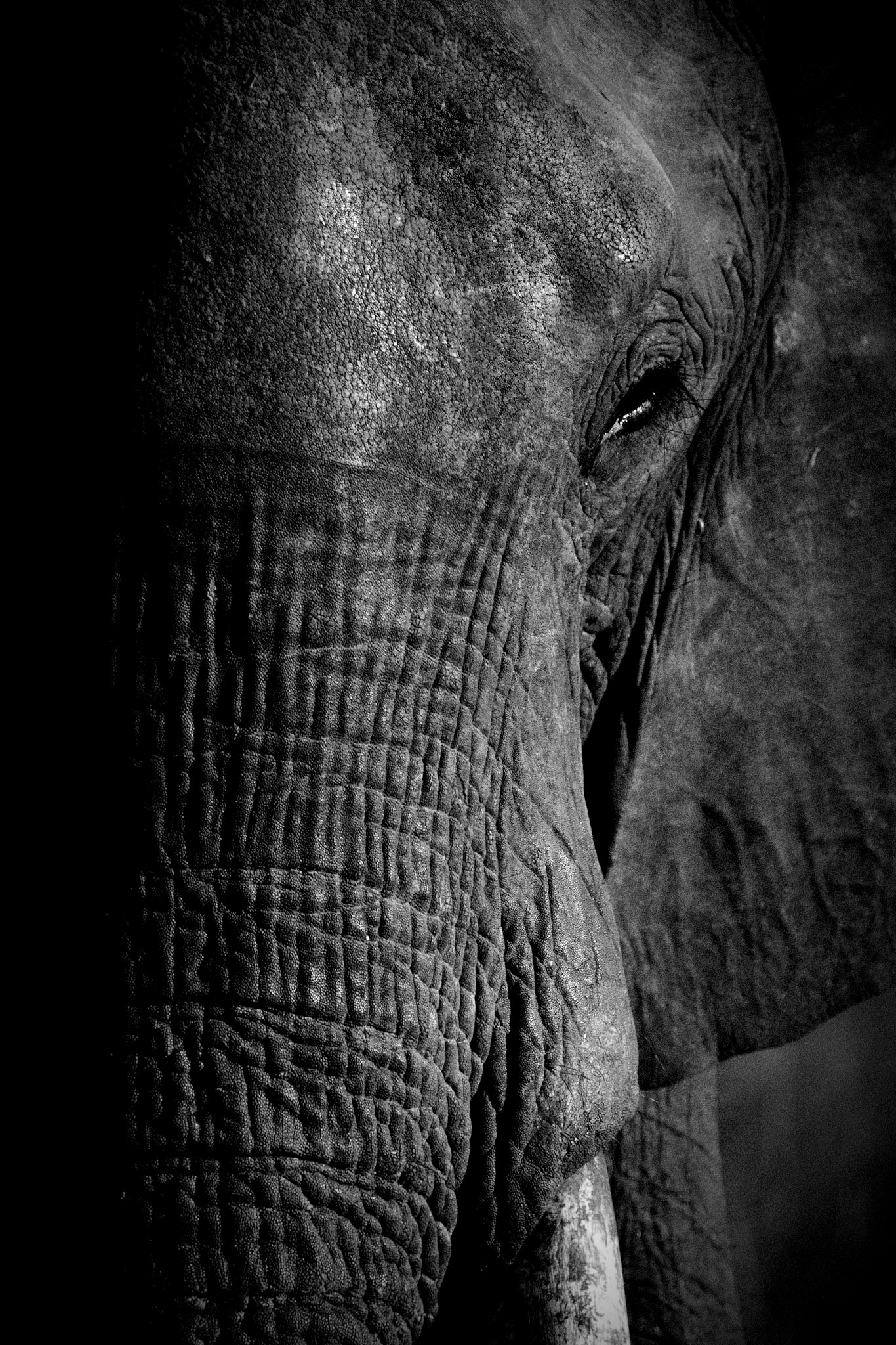 Close-up black and white image of elephant's face showing textured skin, eye, and parts of trunk.