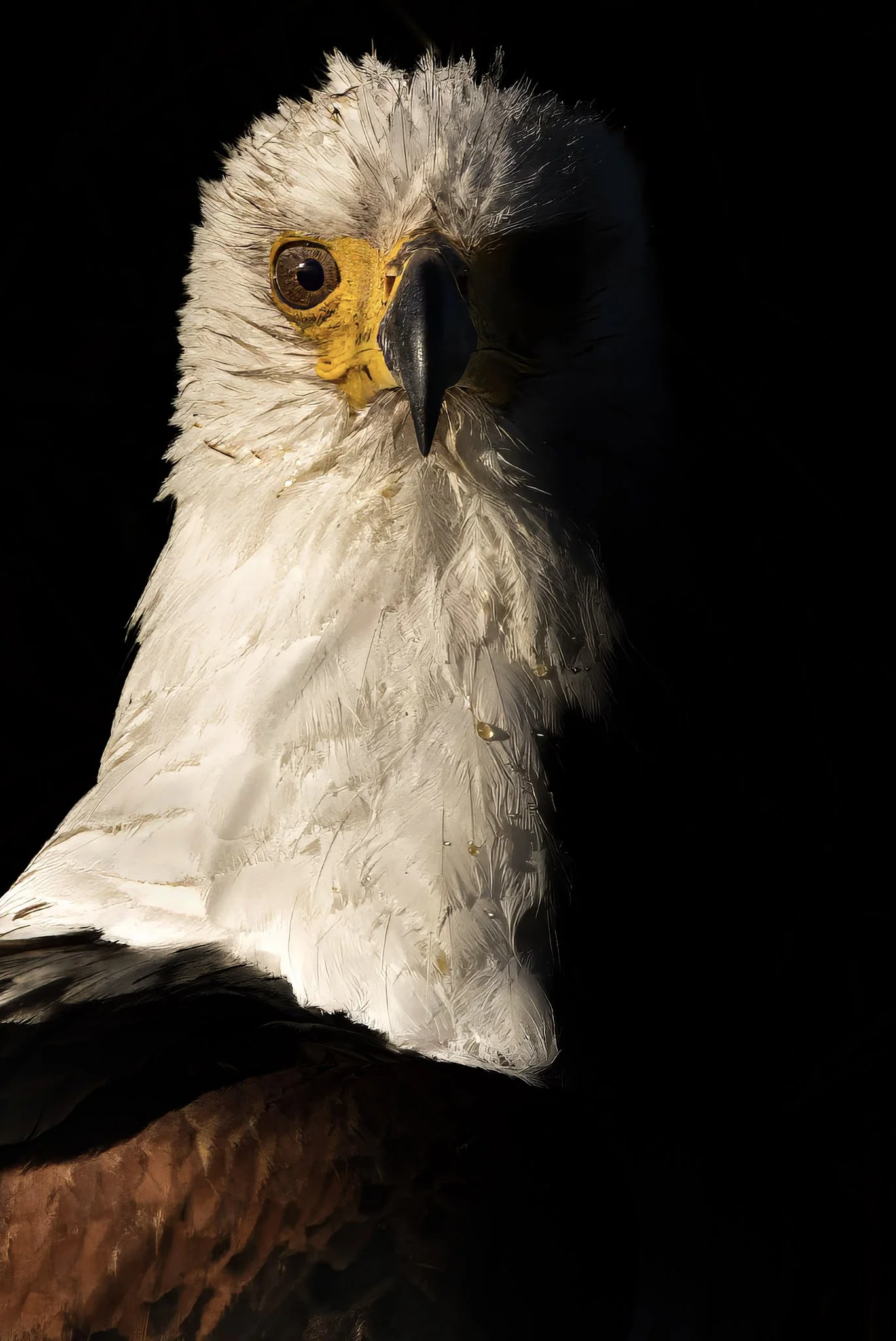 Close portrait of a Fish Eagle, its intense gaze and pale plumage shadowed by the thick river reeds of the Zambezi.