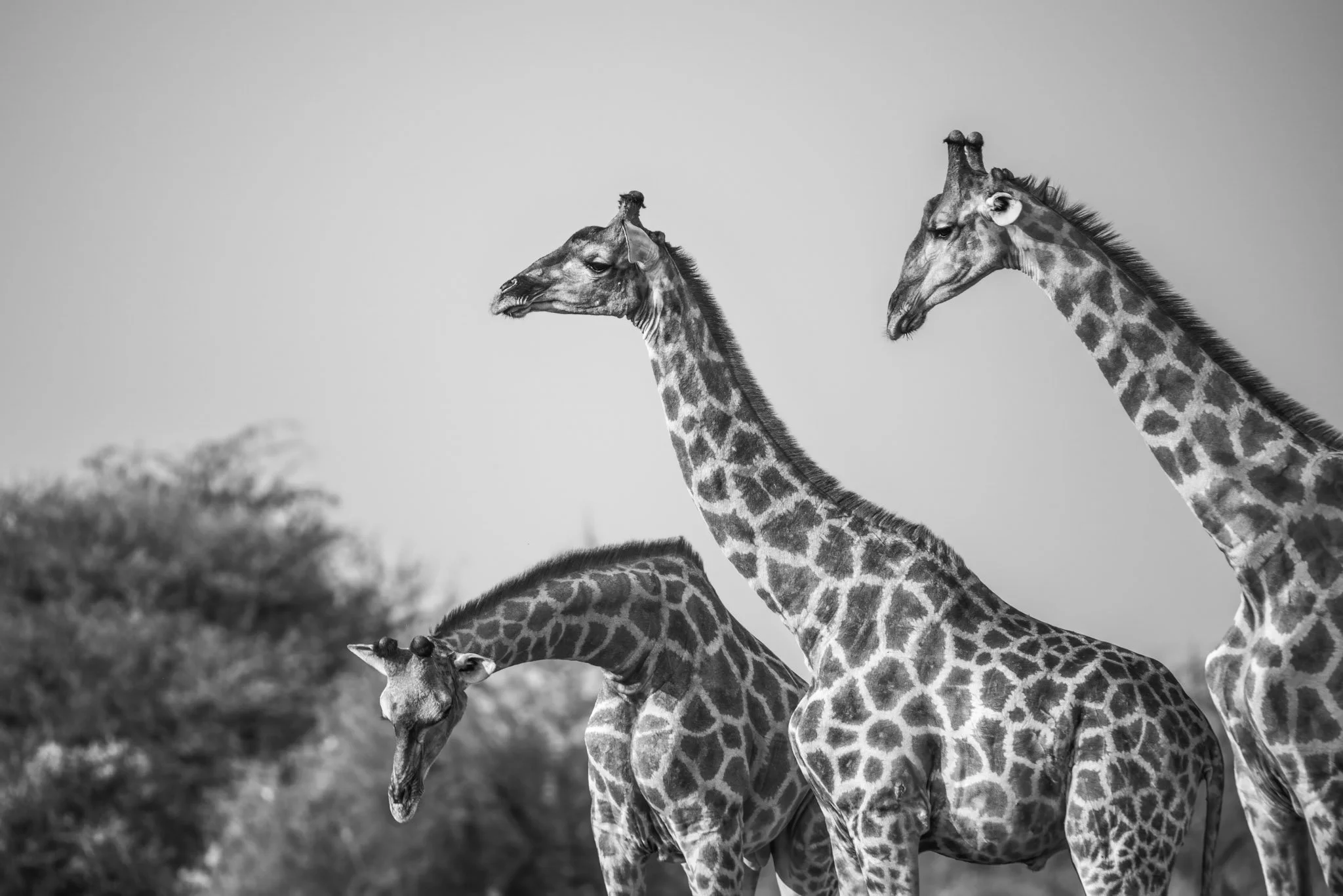 Three giraffes standing close together, their elegant necks and patterned coats forming a flowing undulating pattern of movement.