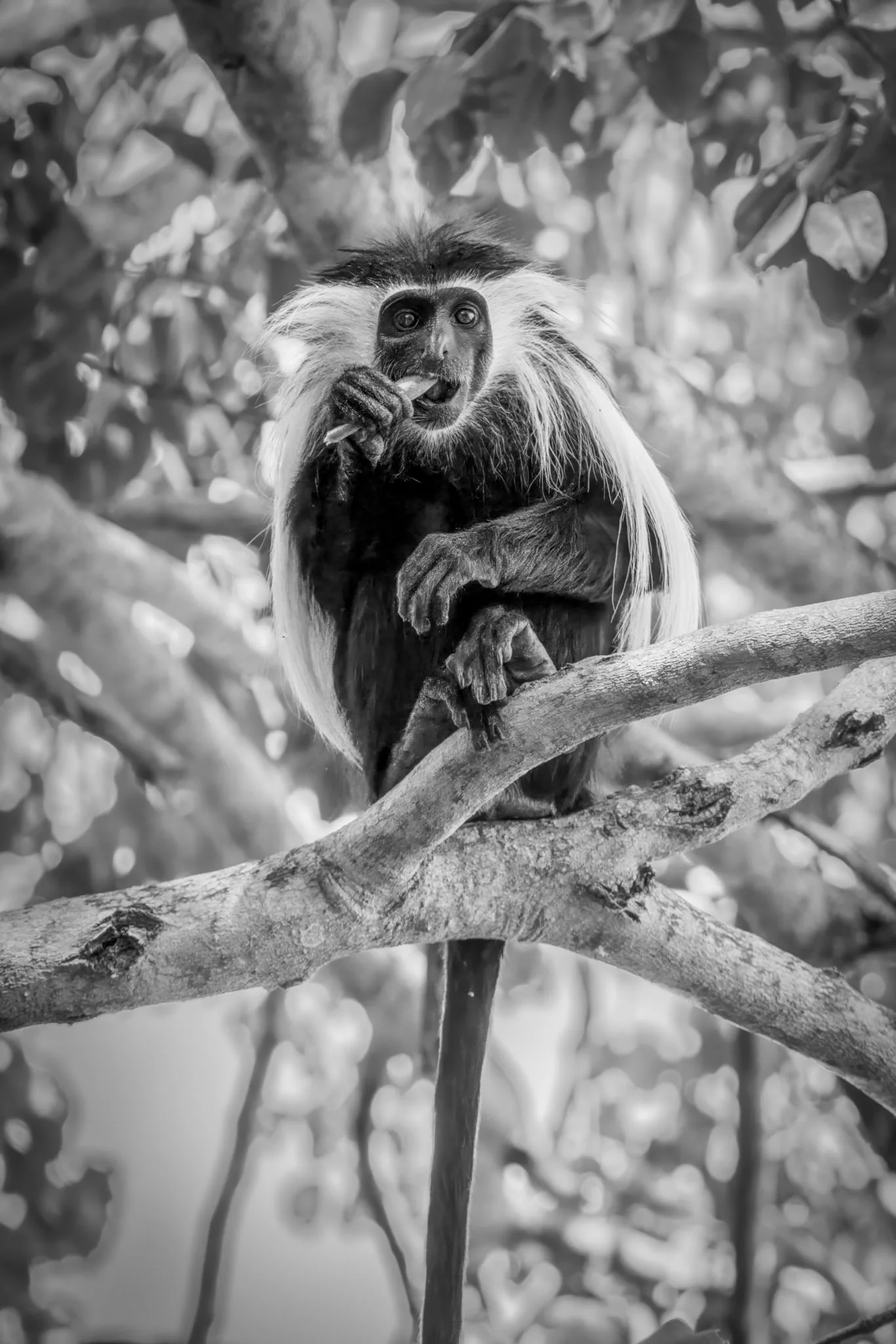 A Selous Colobus monkey seated on a branch, his alert gaze meeting the viewer as he eats his midday meal.
