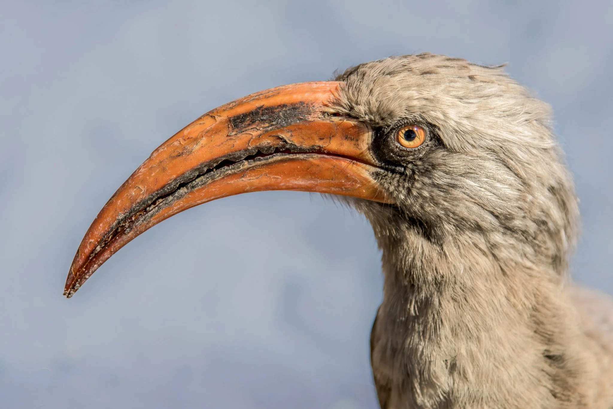 Detailed portrait of a Bradfield's hornbill, the curved beak and textured plumage sharply defined.