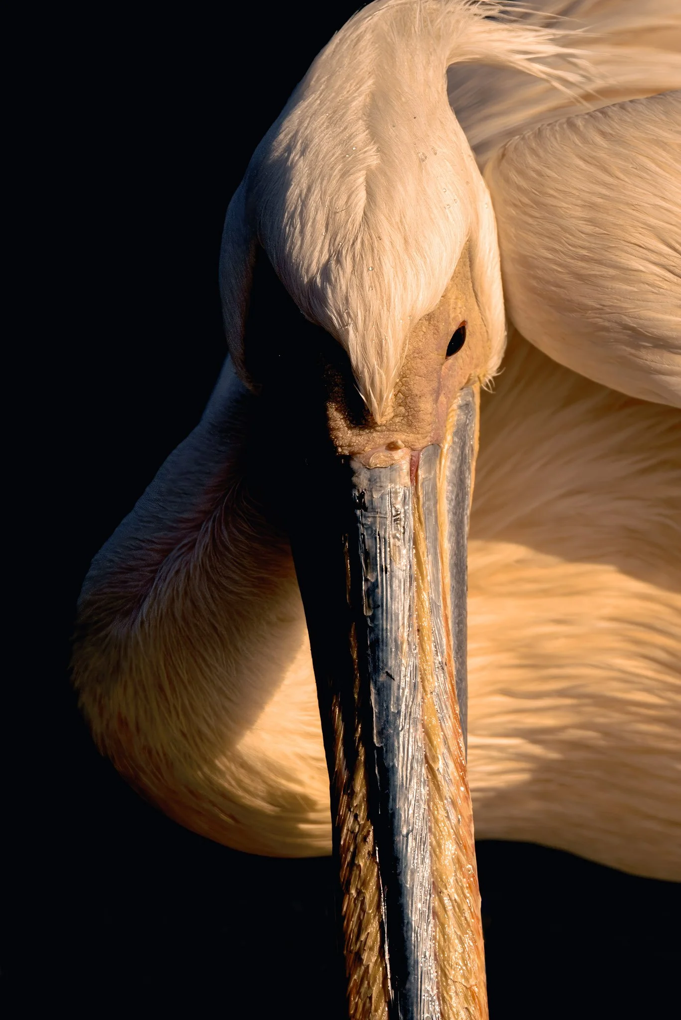 Close study of a pelican’s head and long beak, rendered in early sunset's directional light.