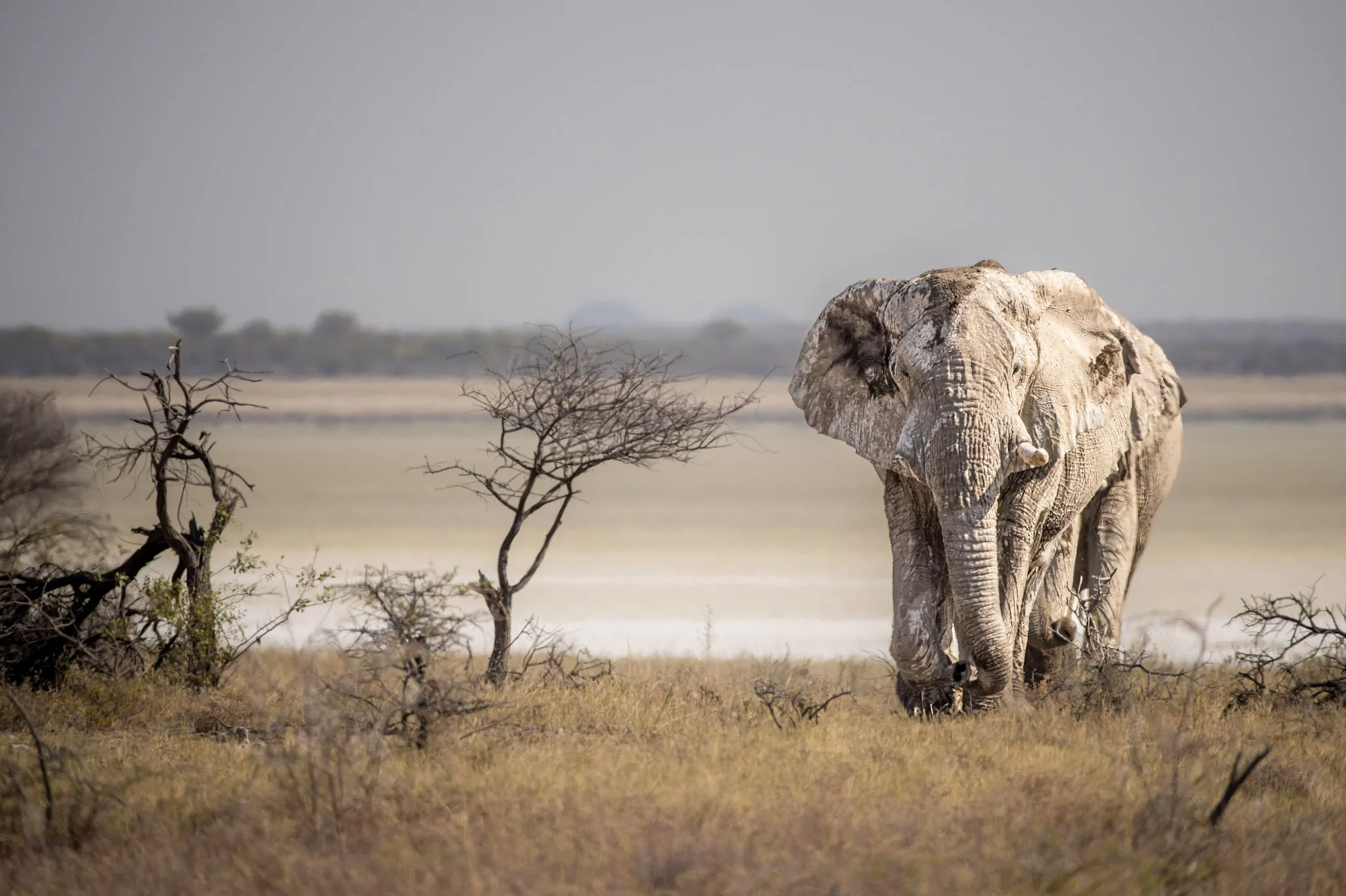 A trio of elephants walking single file through the dry savanna landscape of Etosha, Namibia, with scattered trees and bushes, under a gray sky.
