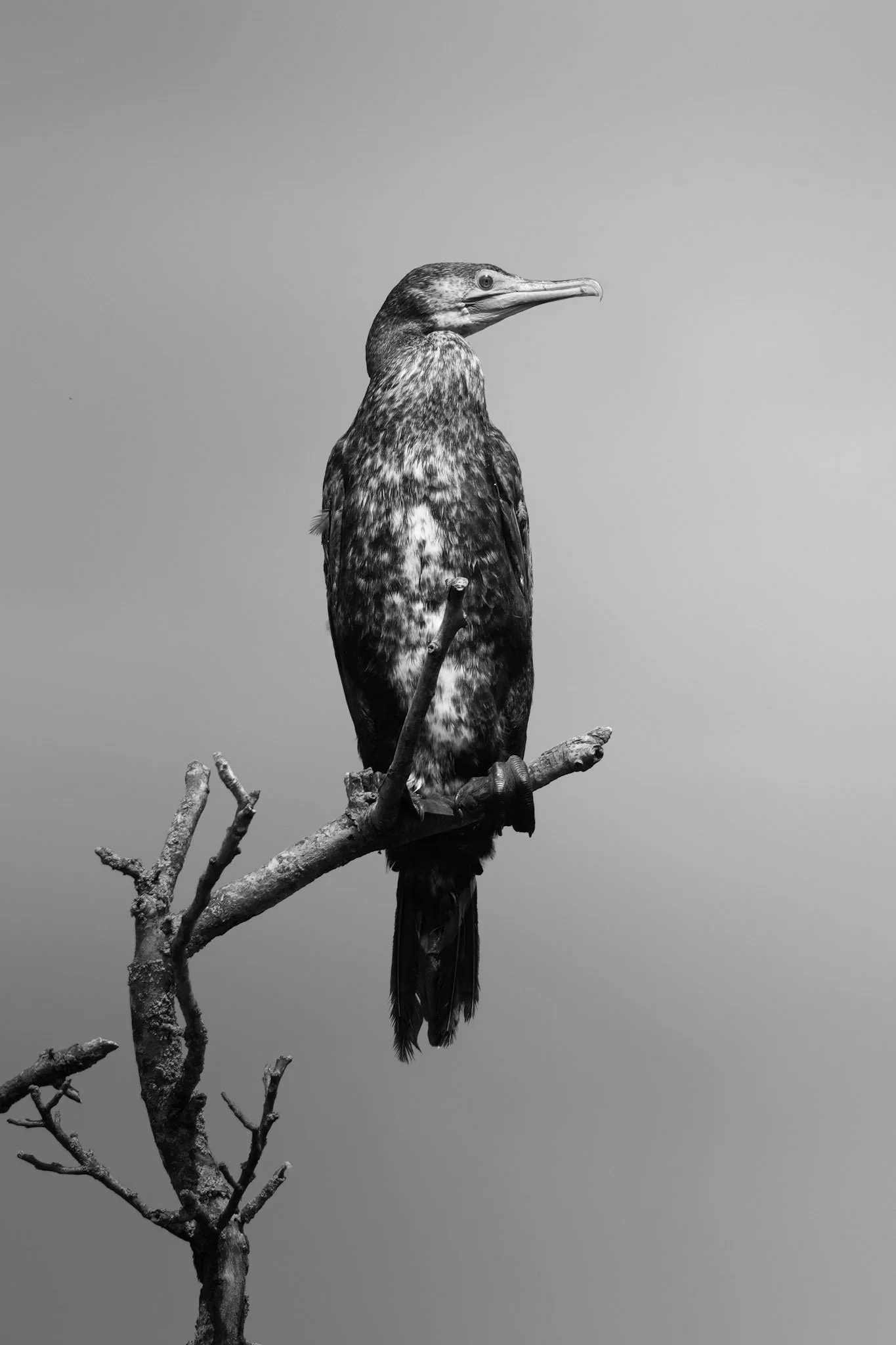 Cormorant perched in profile on a bare branch, its dark plumage sharply defined against a soft grey sky.