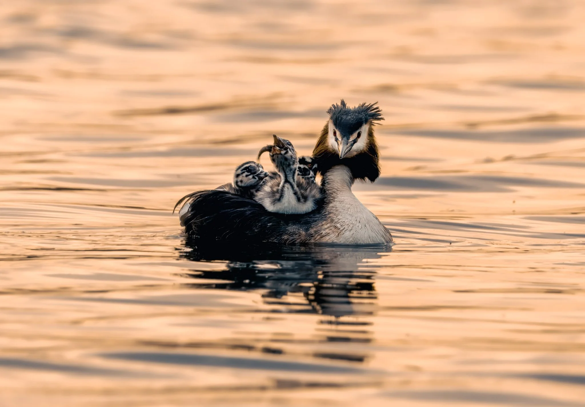 Adult grebe carrying three chicks on its back, one of who'm is enjoying an afternoon snack, drifting across calm water at golden hour.