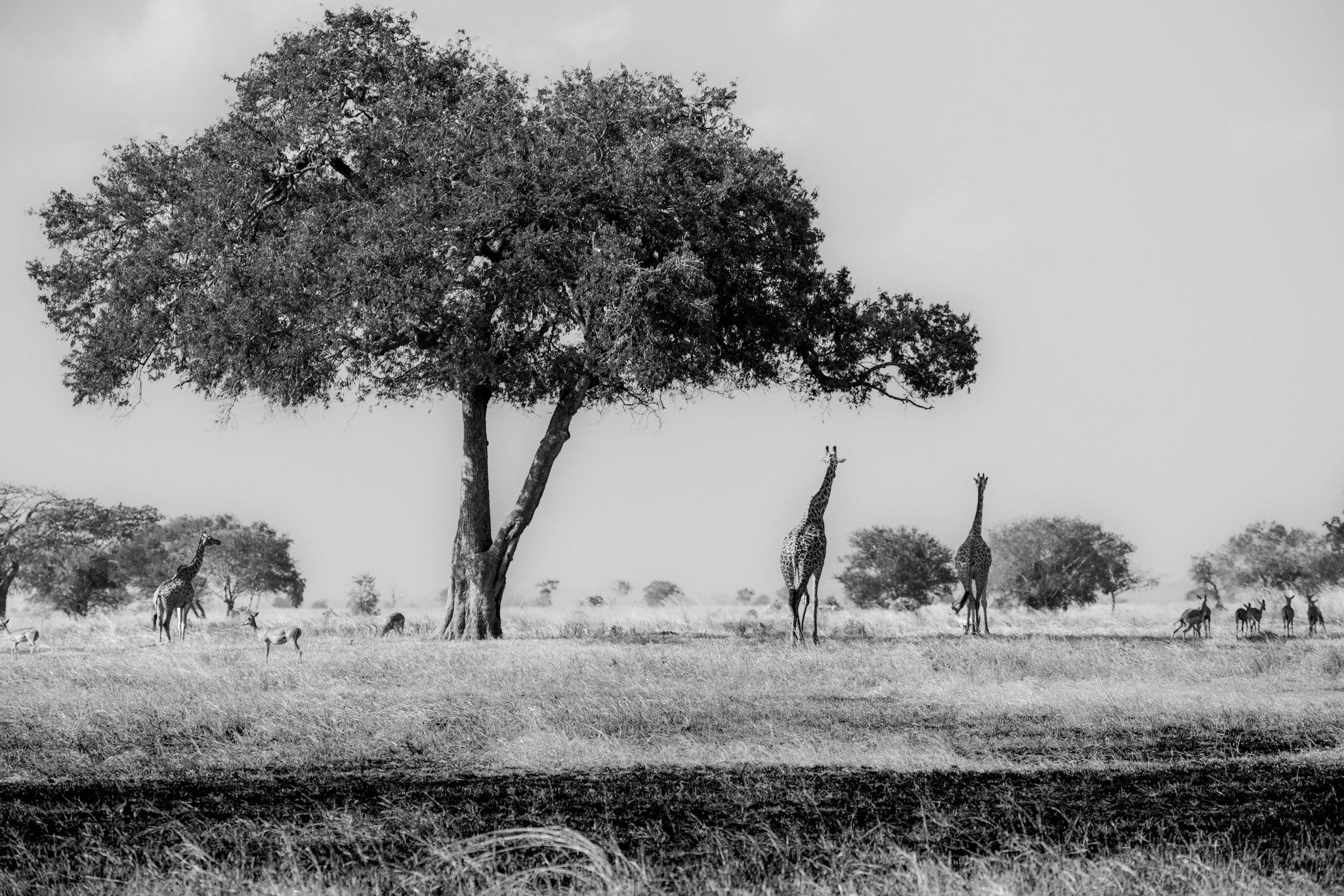 Wide savannah landscape with a solitary acacia tree and two distant giraffes crossing the open plain.
