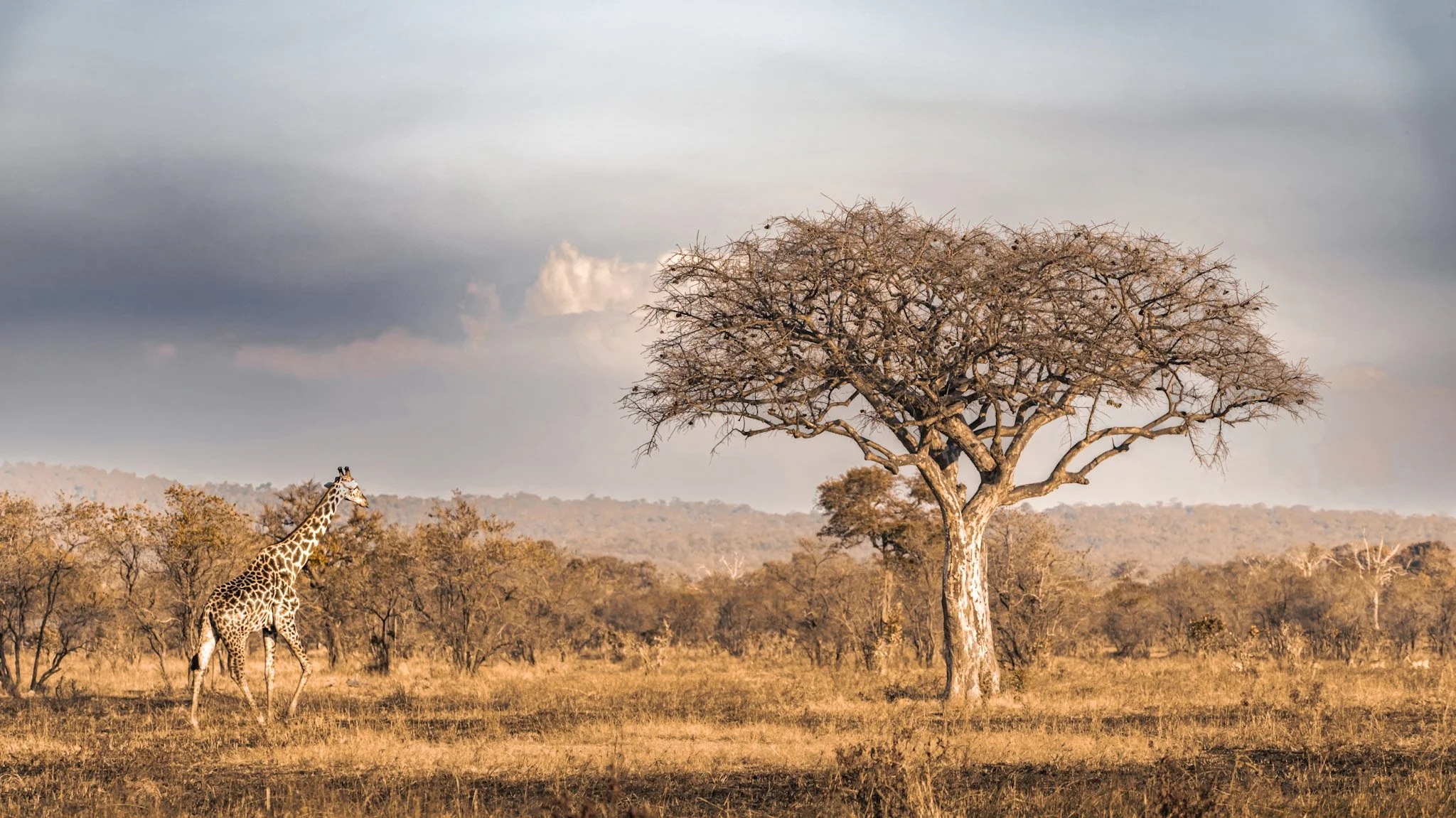 A giraffe approaches a solitary acacia tree standing against a vast dry savannah under a stormy sky of layered cloud.