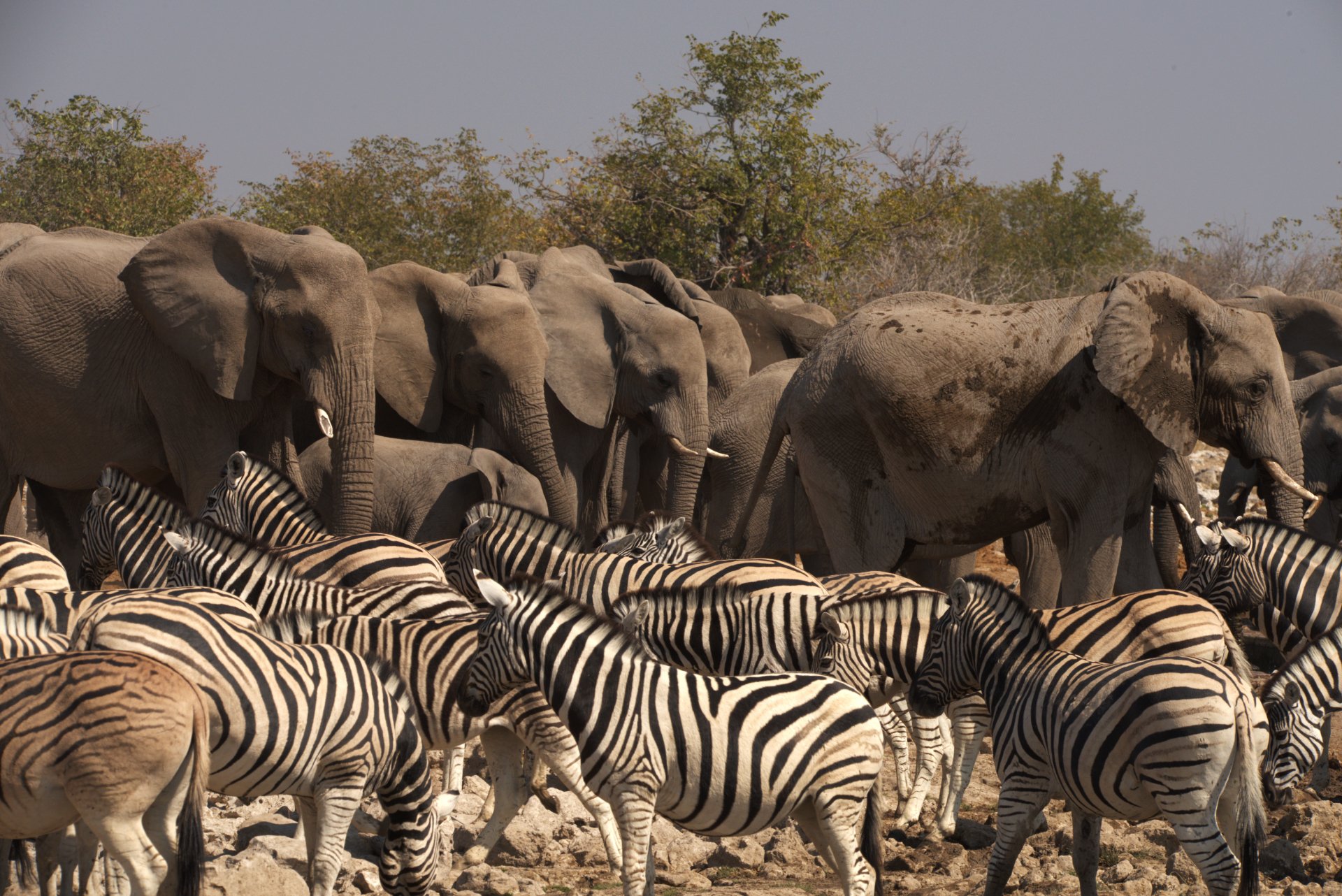 A cacophony of noise can be heard at the watering holes of Etosha as herds of elephant, kudu, impala, zebra and more congregate for an afternoon drink.
