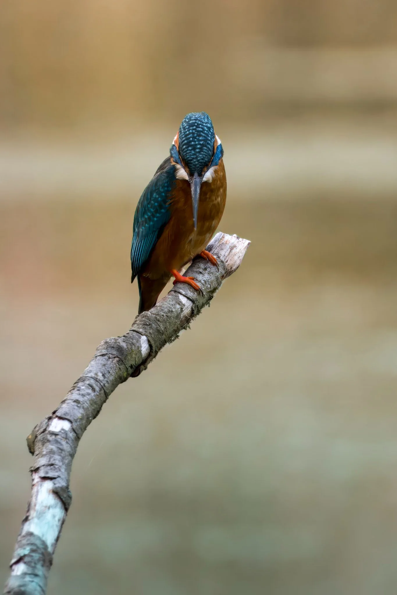 Portrait of a Kingfisher resting on a pale branch, its vivid blue and orange plumage sharply defined against the still waters which pull at it's gaze. 